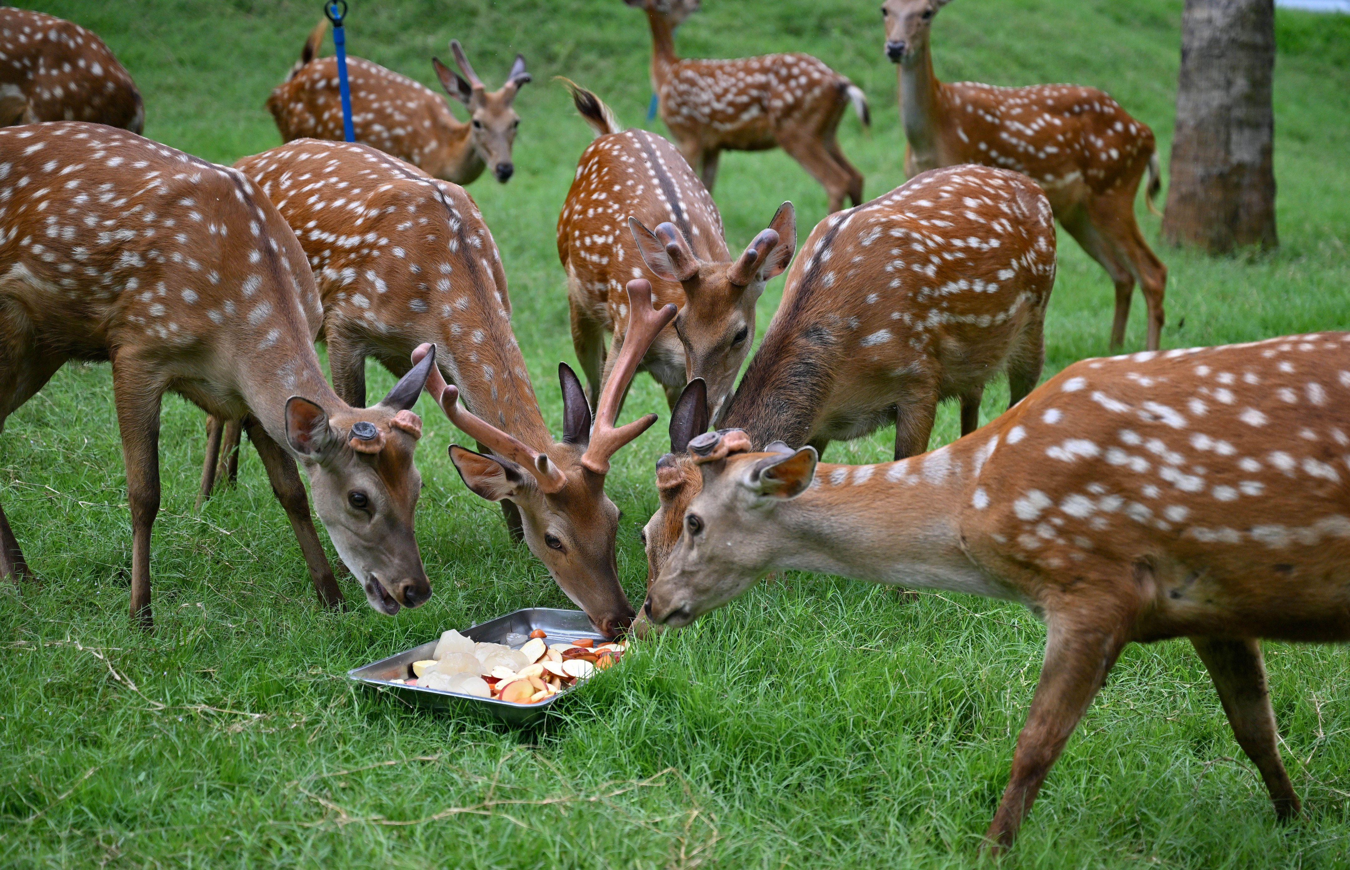 Feeding deer in your yard is not explicitly illegal