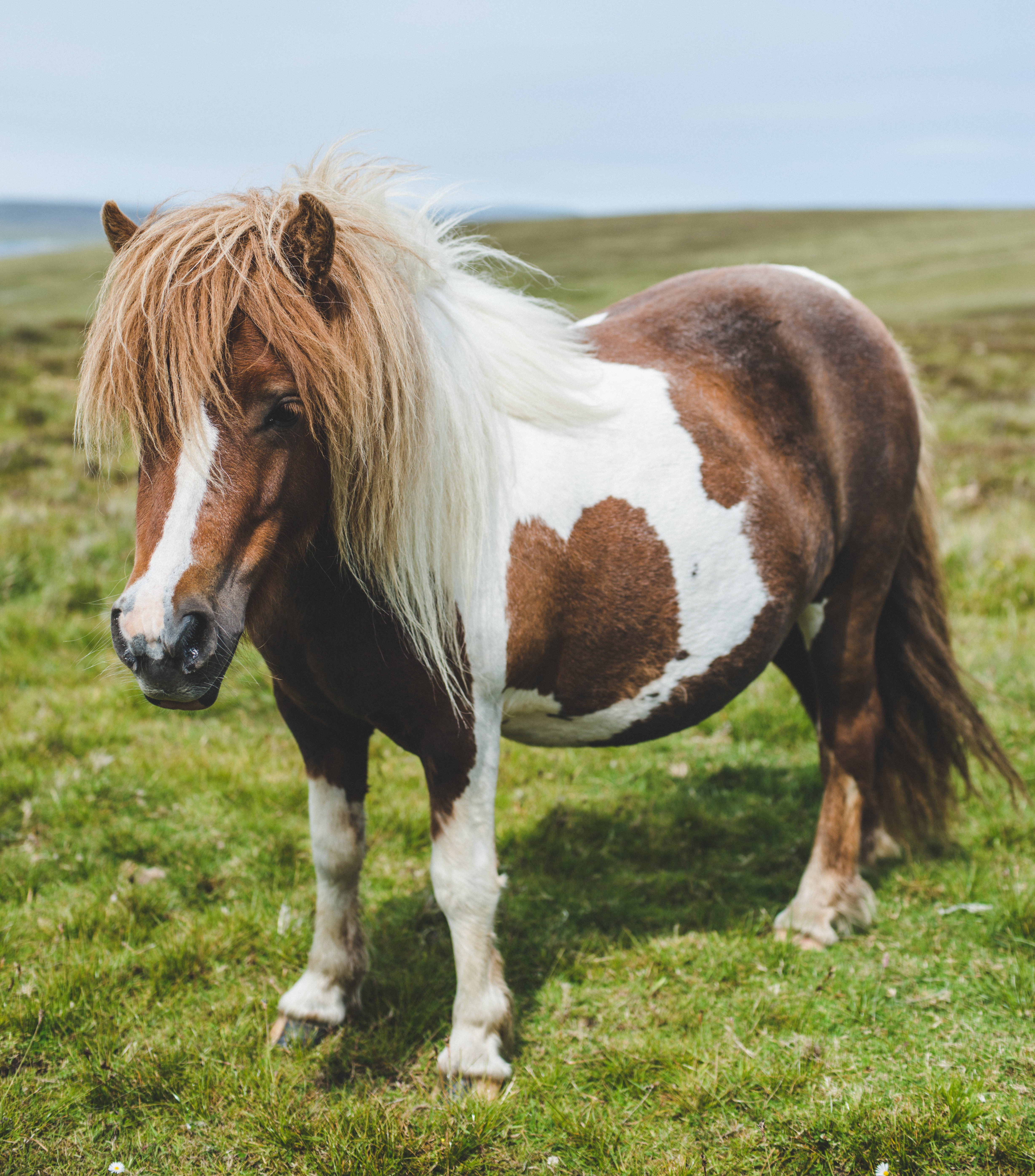 Sarah's former mother-in-law told her that the SHW was built like a Shetland pony (stock image)