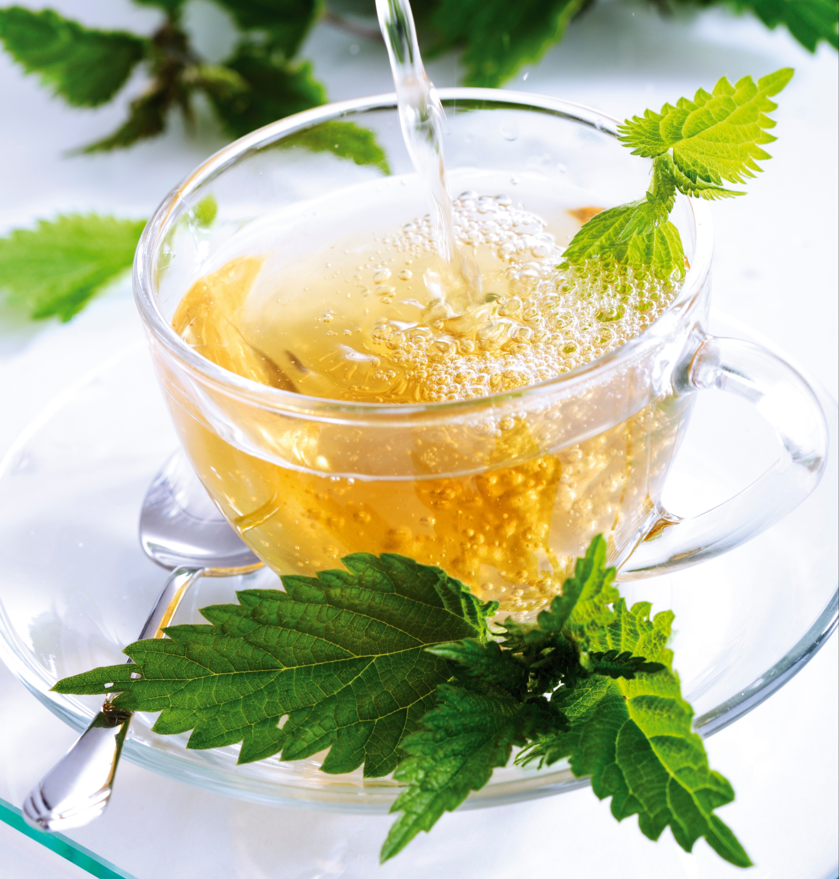 The Redditor said she soaks the nettles in cold water for at least 12 hours before making tea (stock image)