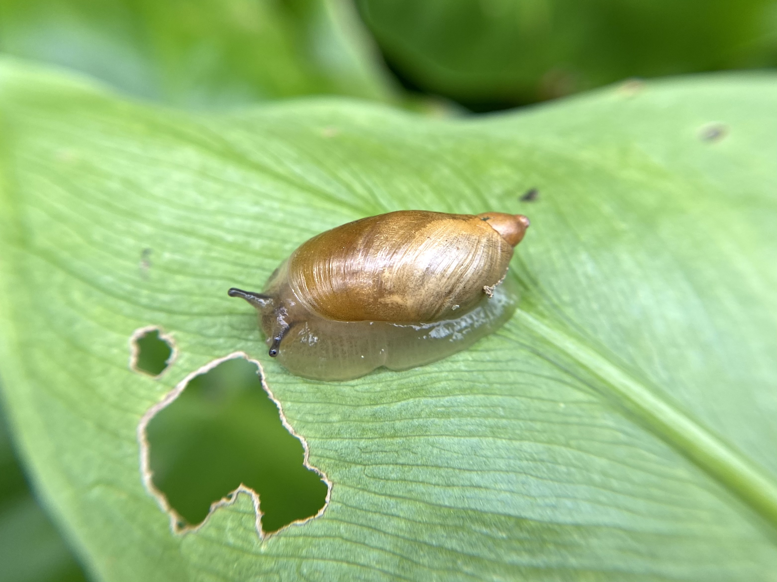 A garden enthusiast revealed his two-ingredient trick to repel slugs