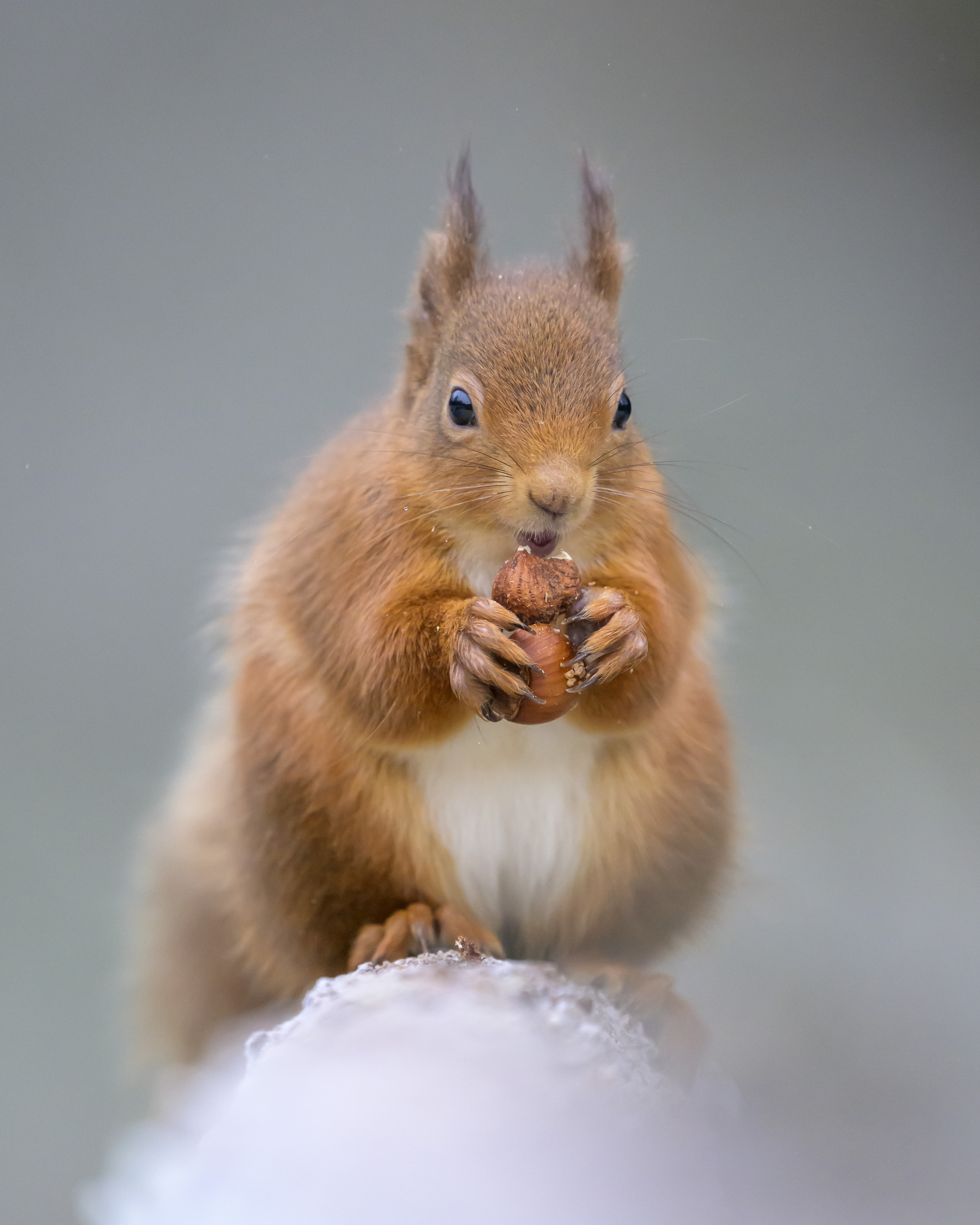 Feeding squirrels is not illegal, but there may be restrictions