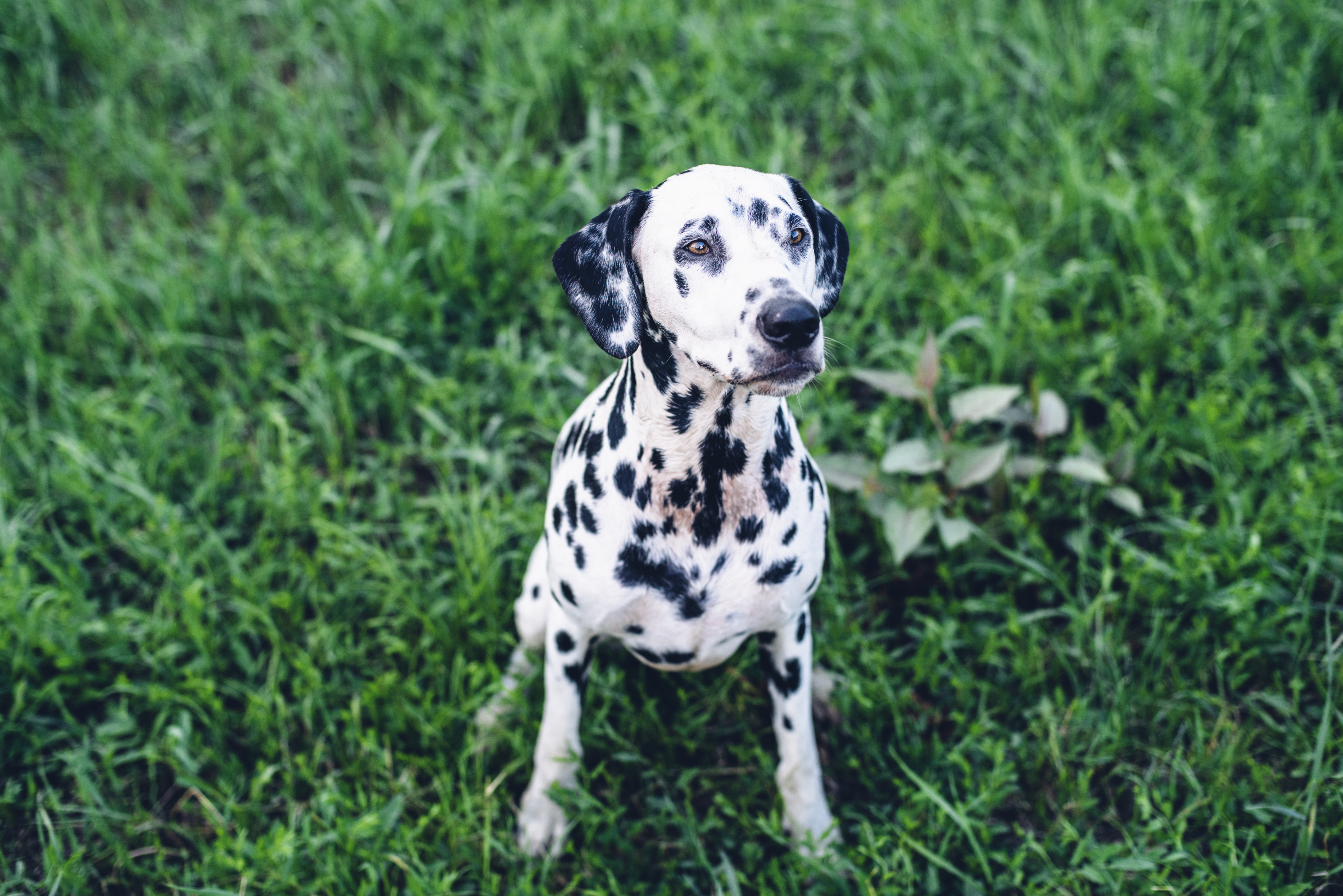 Dalmatians were also on her banned list