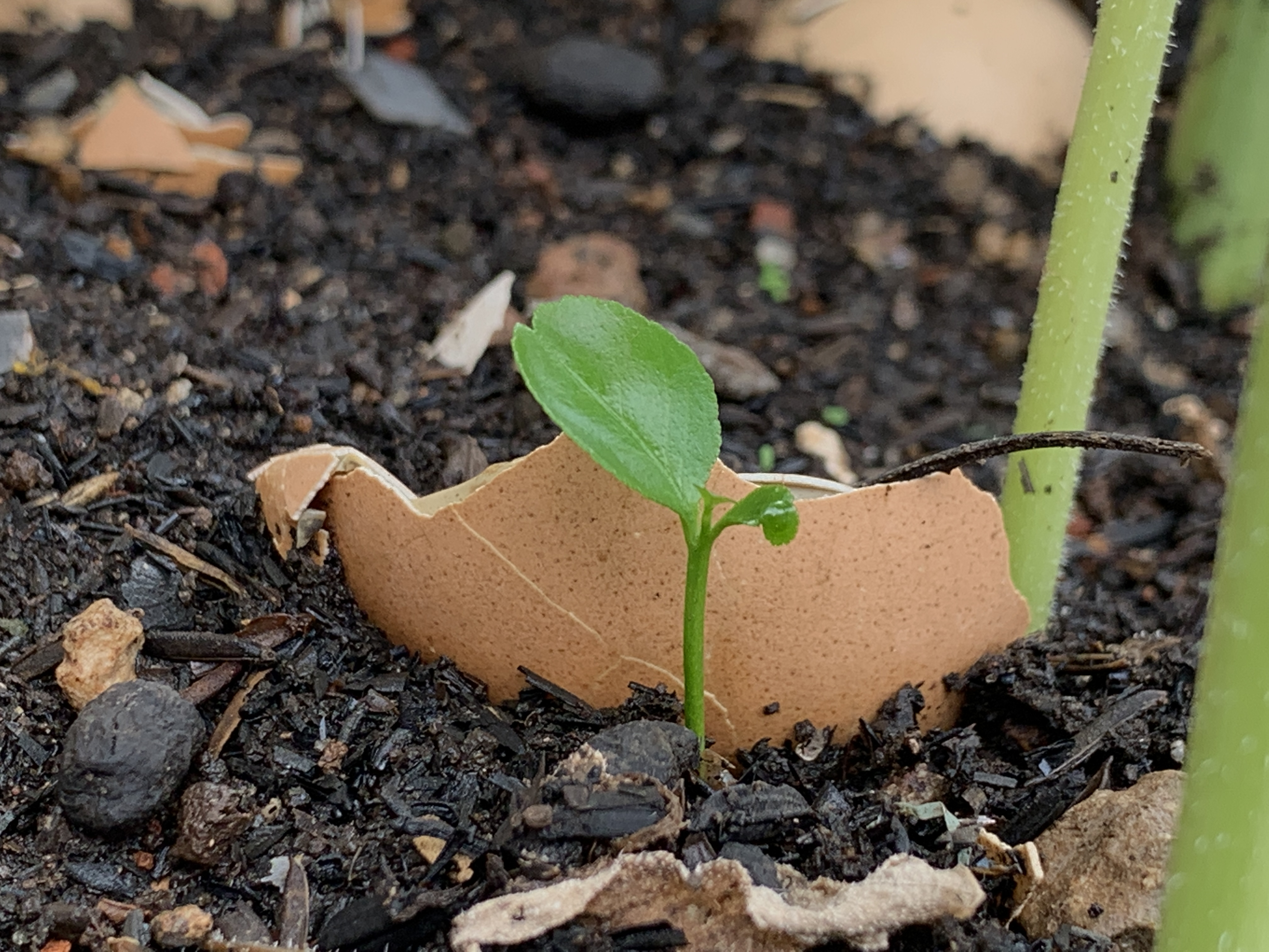 Ground up eggshells are great for the garden because they are full of calcium and are good for vegetables