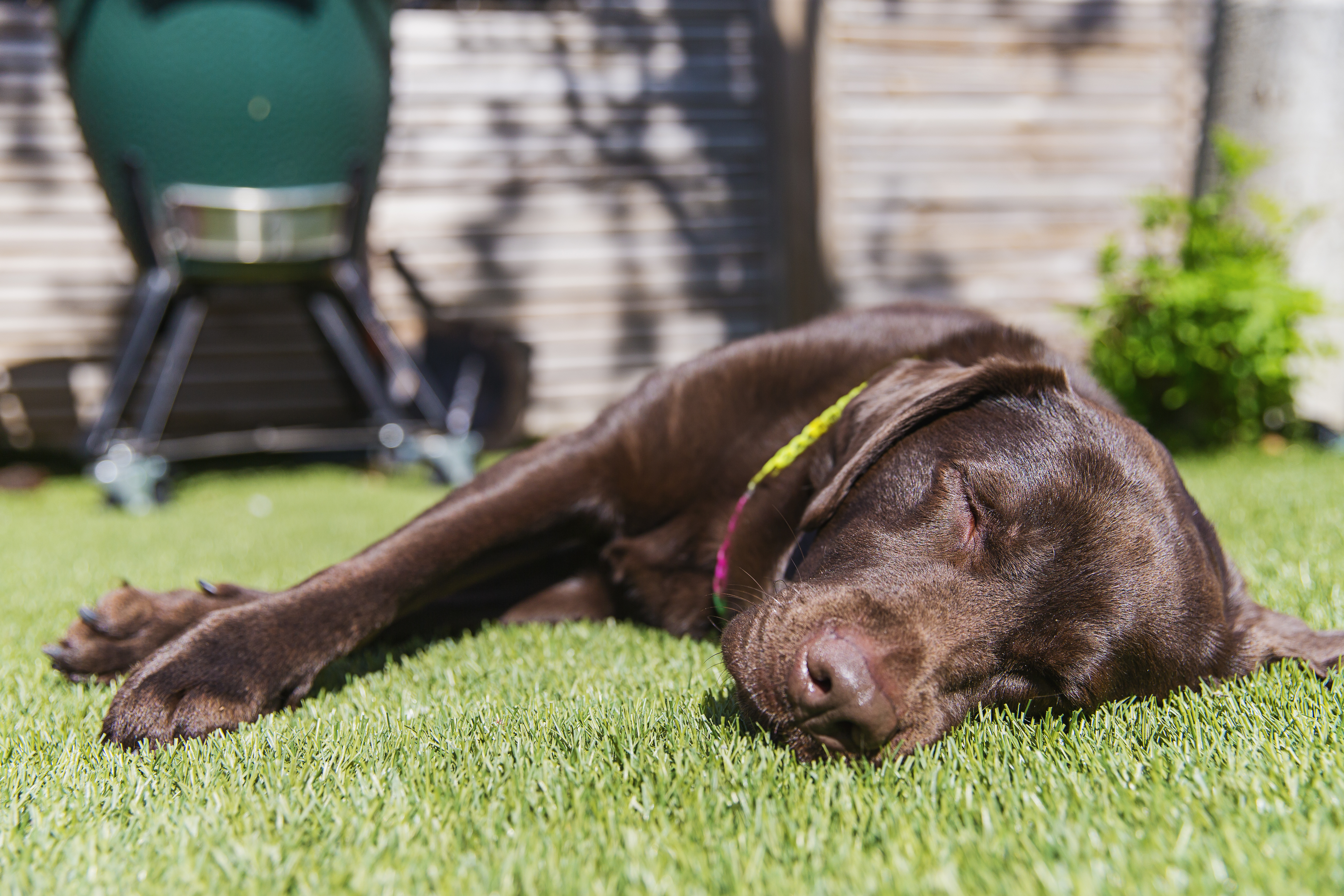 Dogs can easily overheat in hot weather, our vet explains how to keep them cool