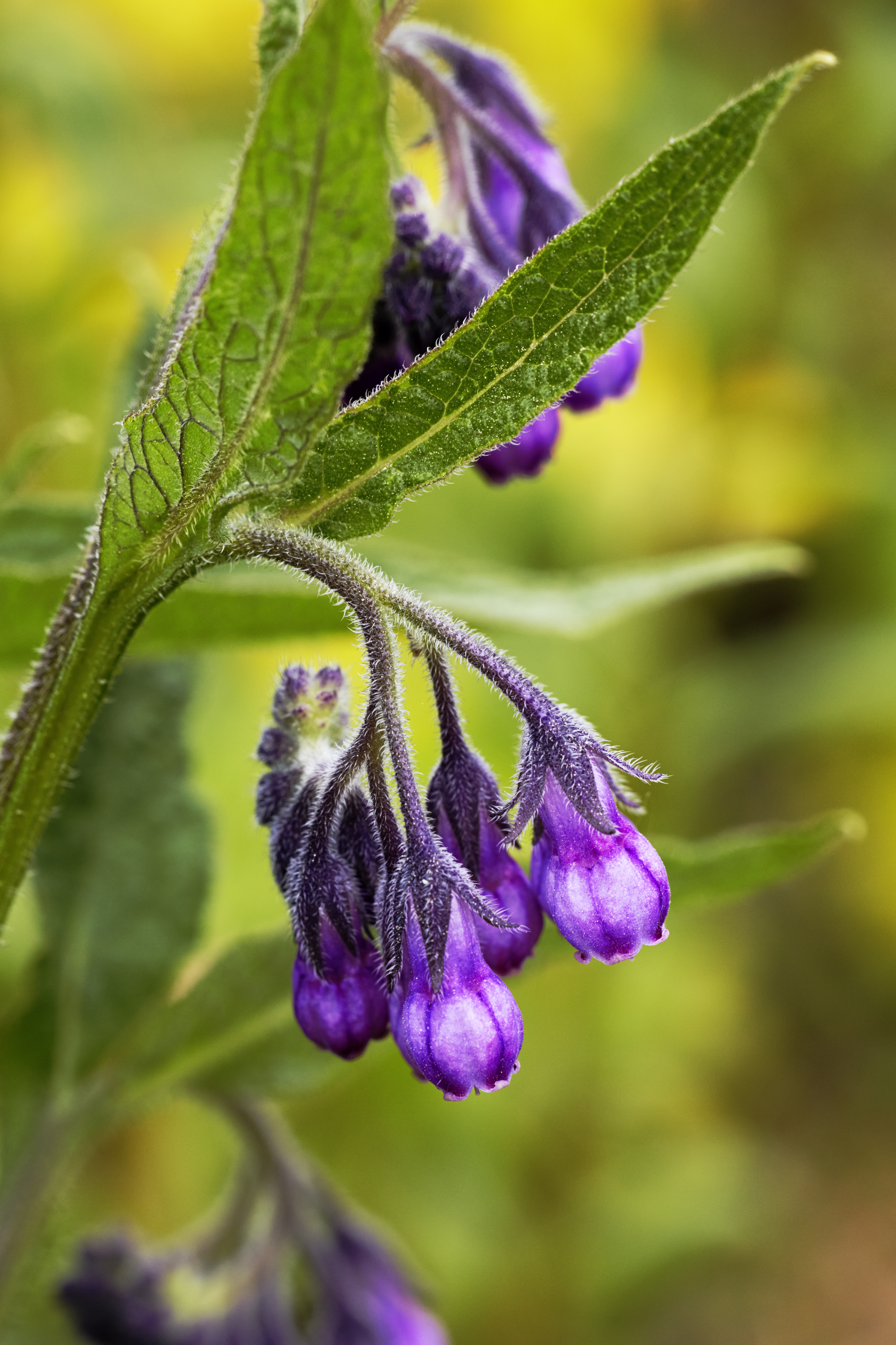 Comfrey is said to attract slugs and you can use it to keep the critters away from your other plants (stock image)