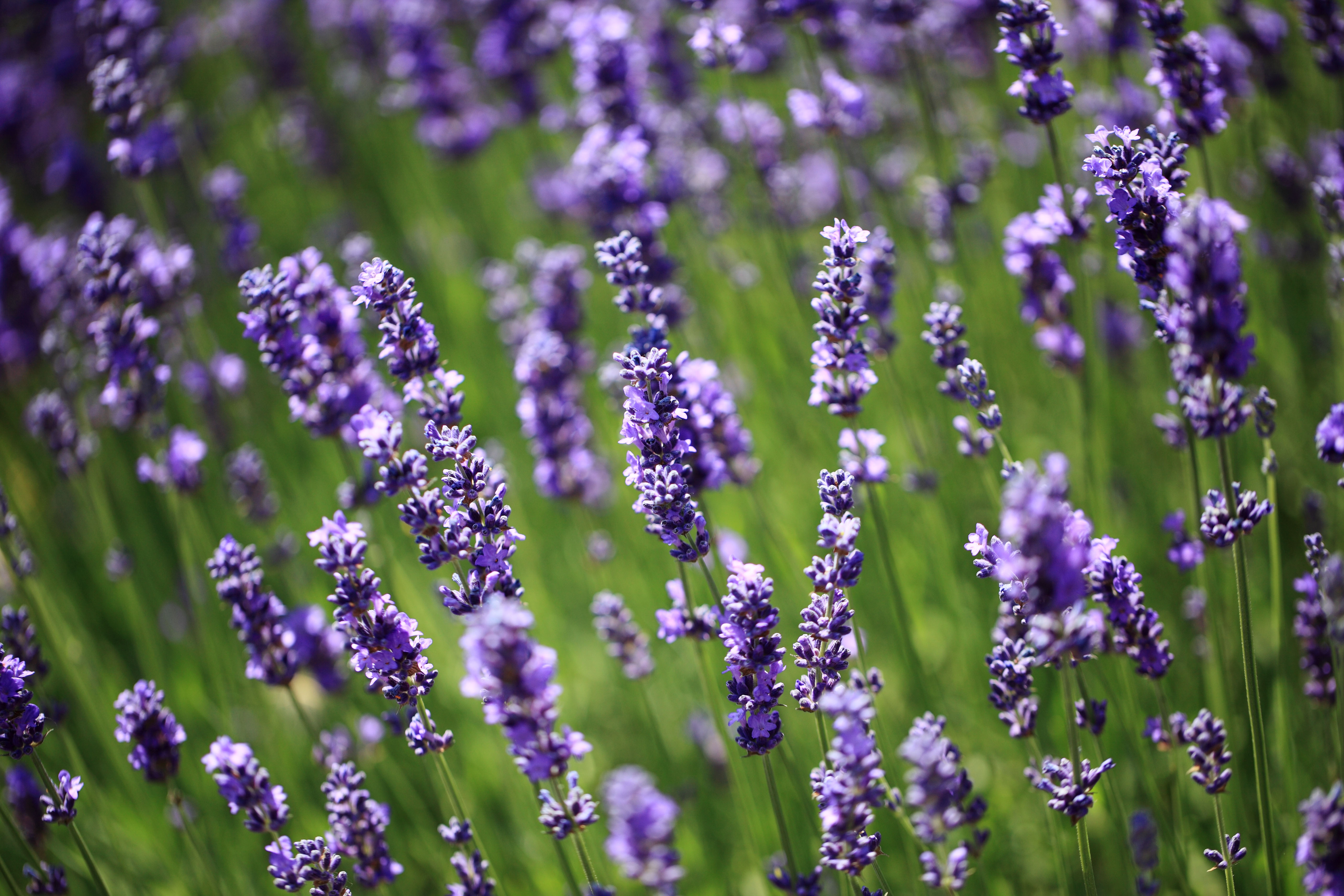 Mosquitoes are irritated by the smell of lavender