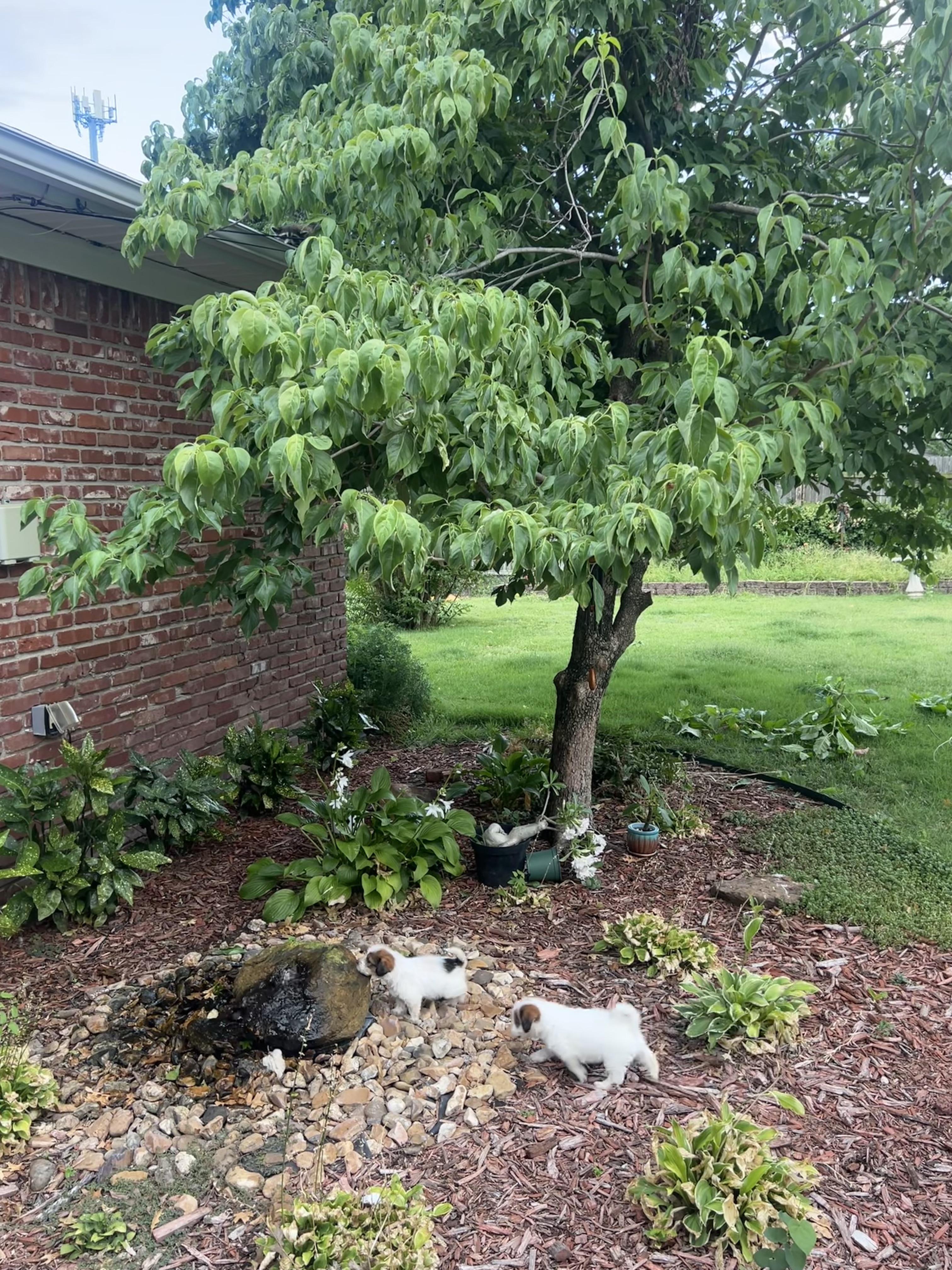 You'll have to pay extra attention to this garden scene featuring two puppies playing if you want to find the raccoon