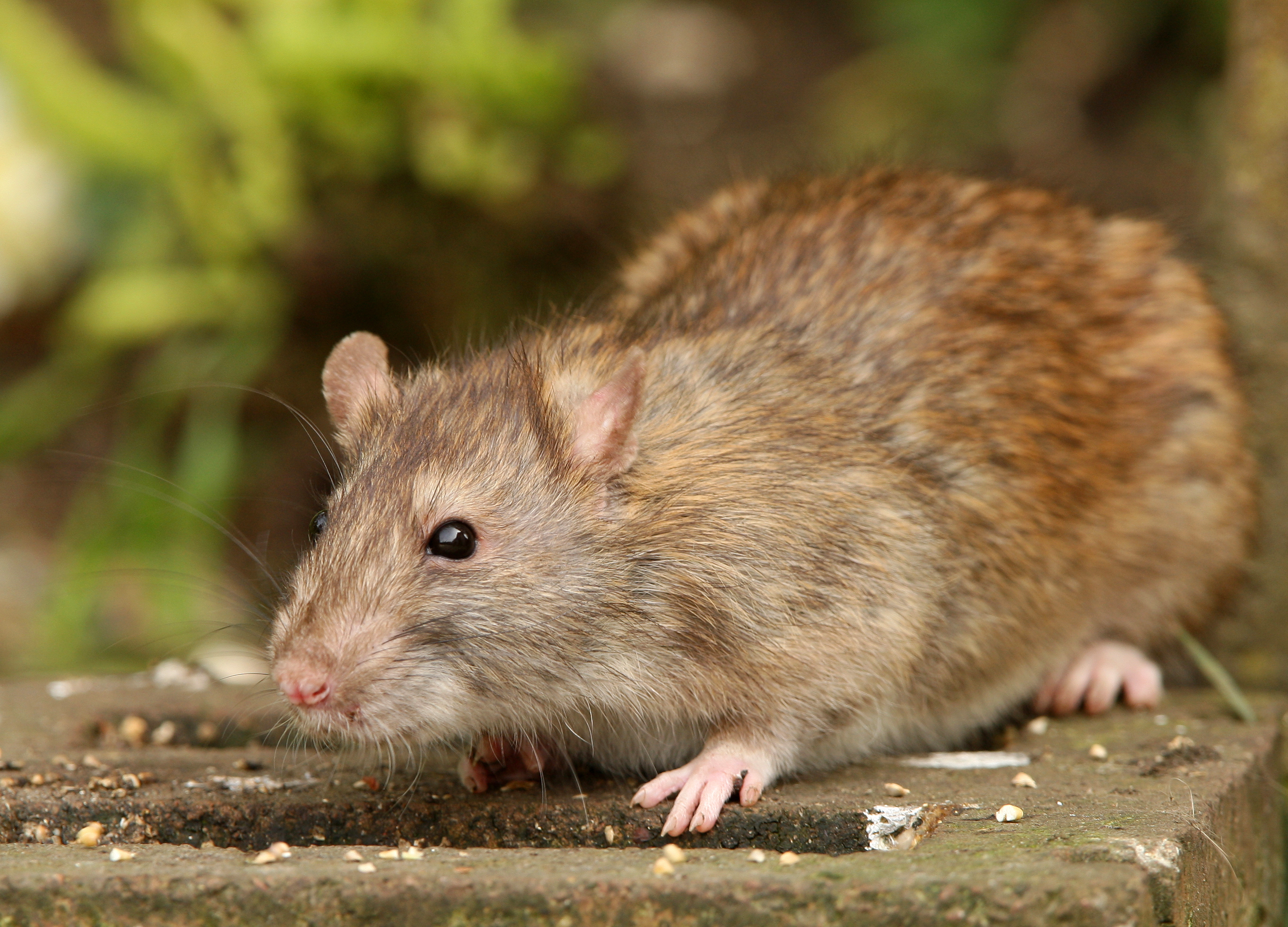 Rats can be a real nuisance in your garden