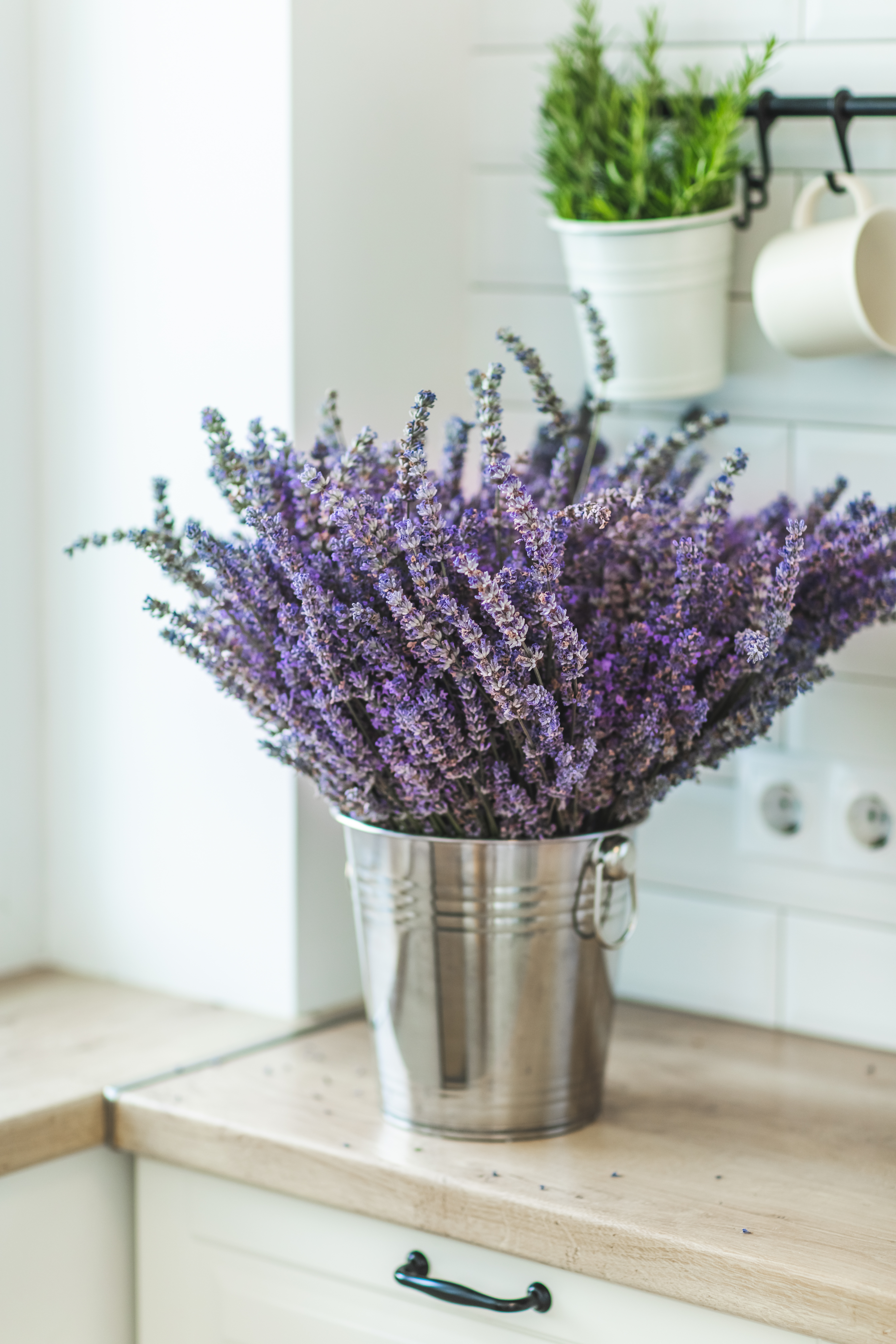 According to Adriana, lavender, which you can buy for £1.99, is very irritating to insects