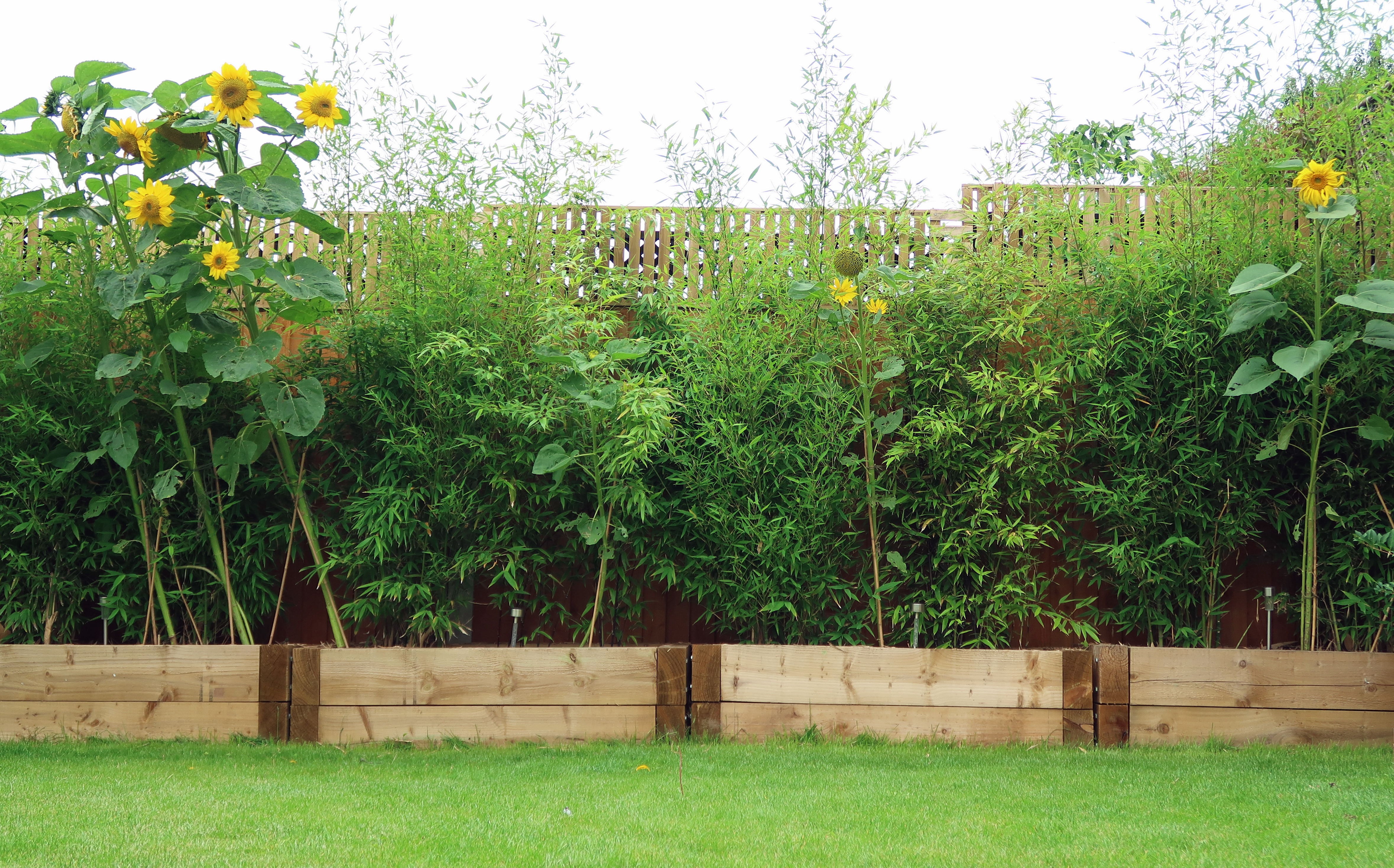 A gardener shared a DIY privacy screen that looked great in their yard (stock photo)