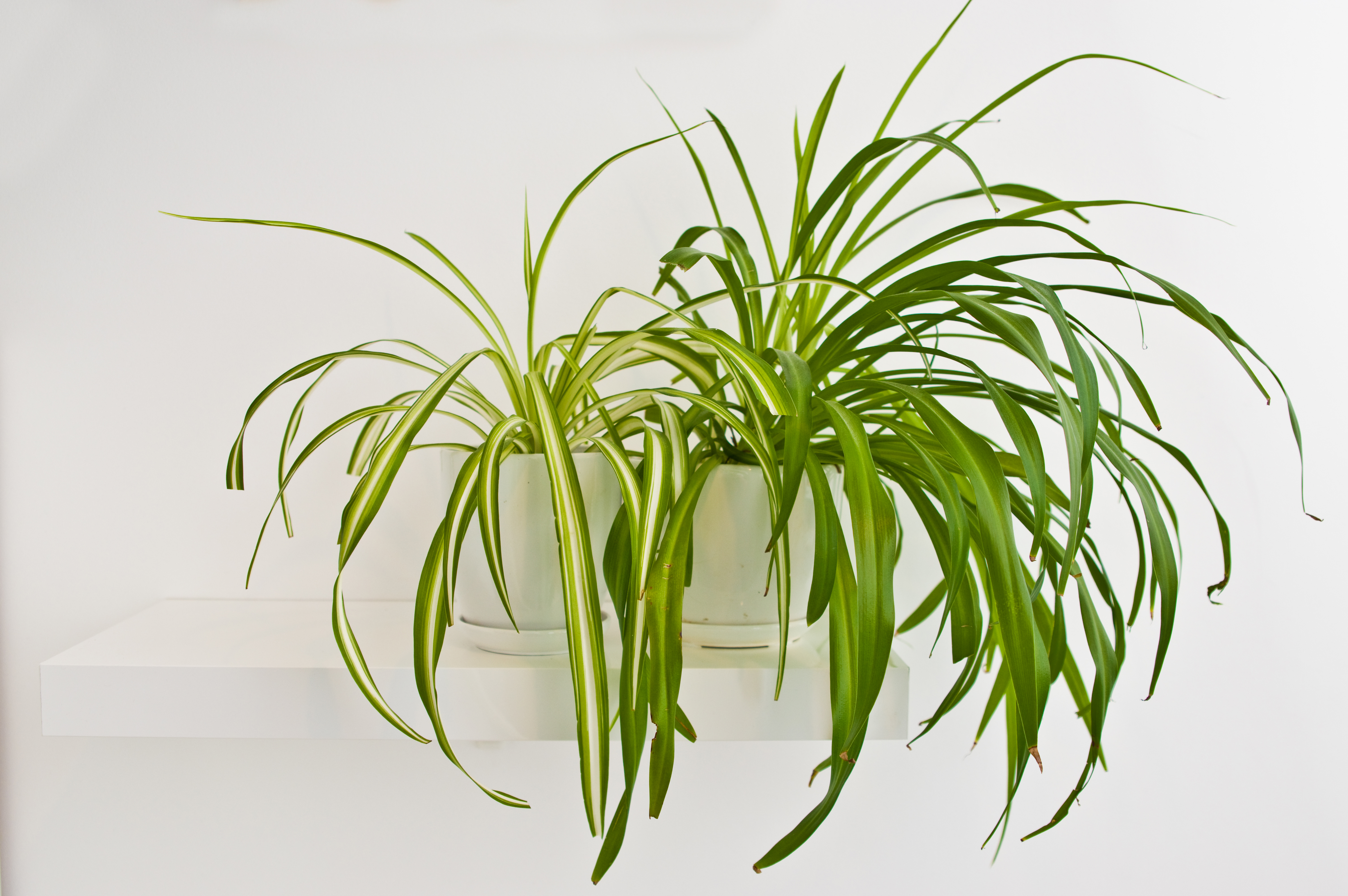 According to Sanctuary Bathrooms, spider plant and aloe vera are great for preventing mold growth