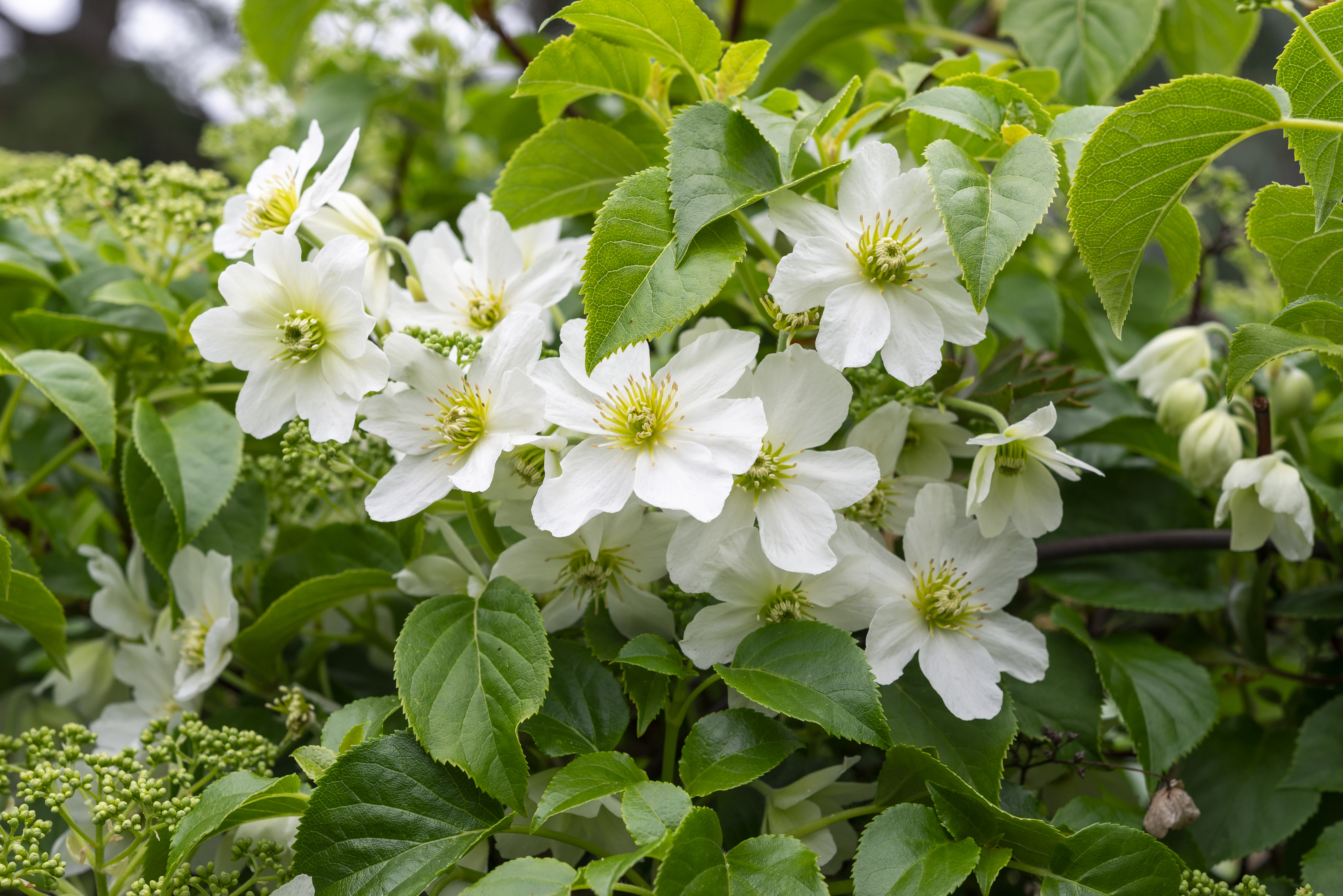 If you have an area you want to hide or cover, buy a climbing plant