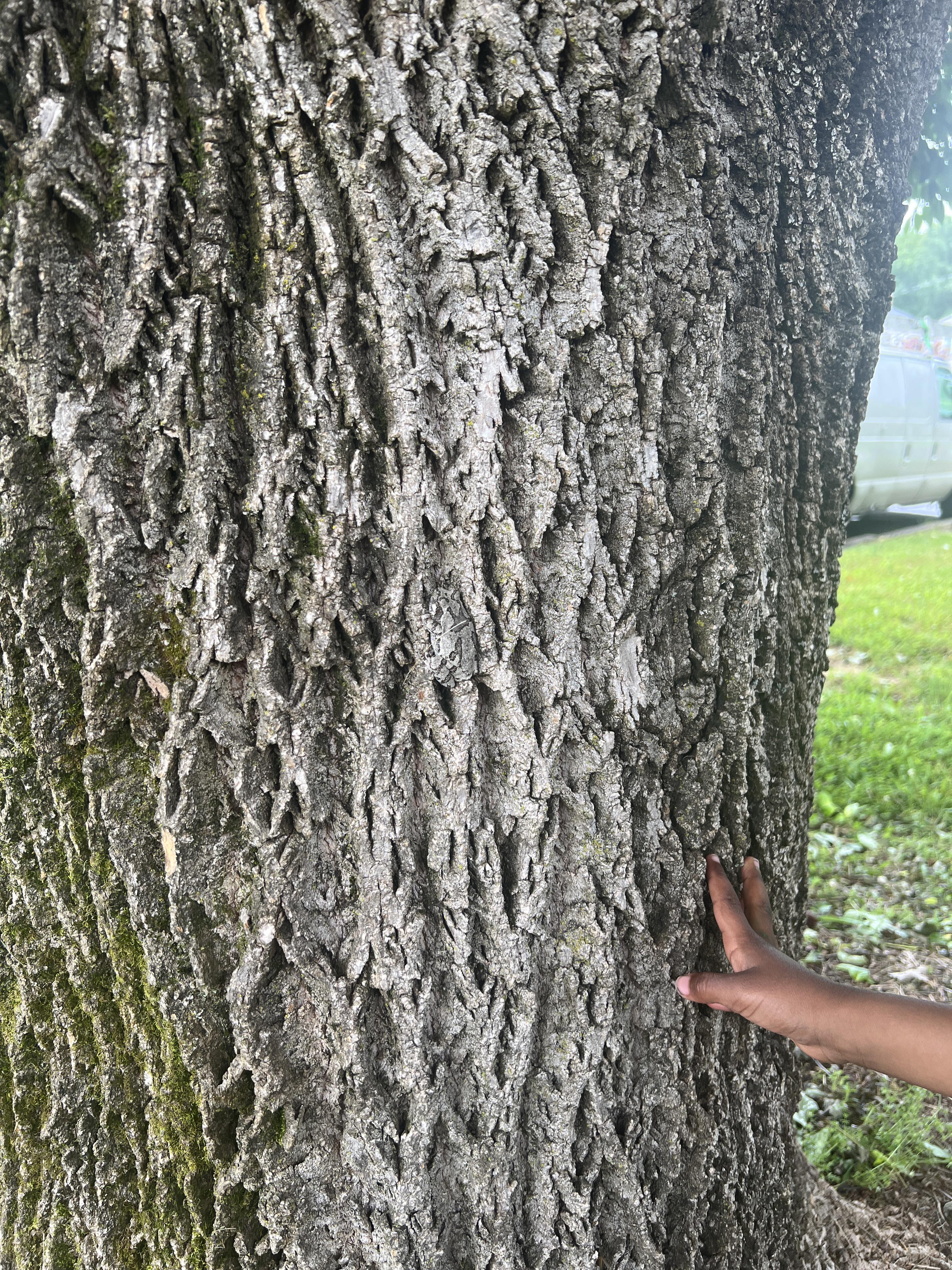 Puzzlers were challenged to find the animal hiding in the tree bark