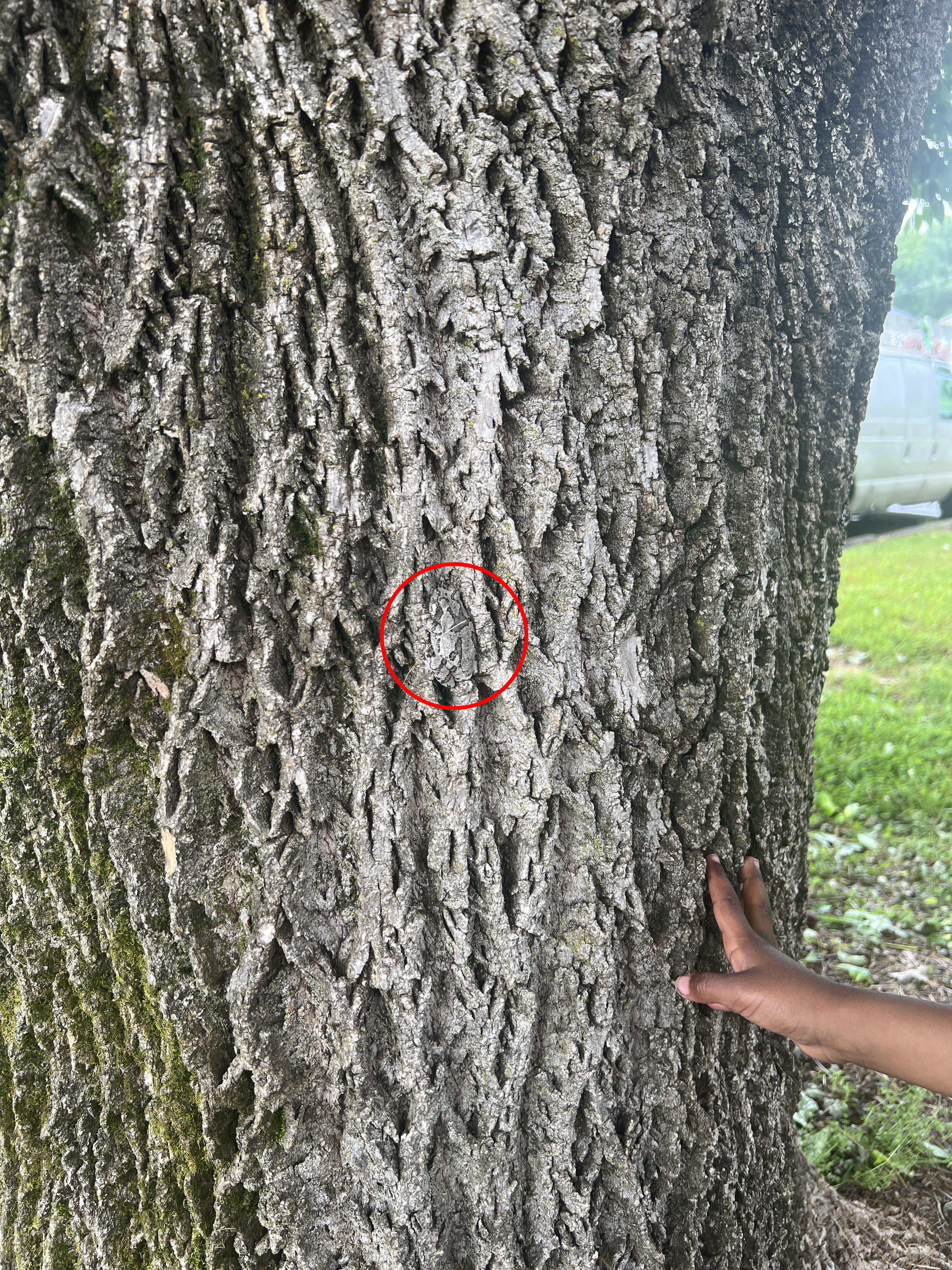 A gray frog can be found in the center of the photo