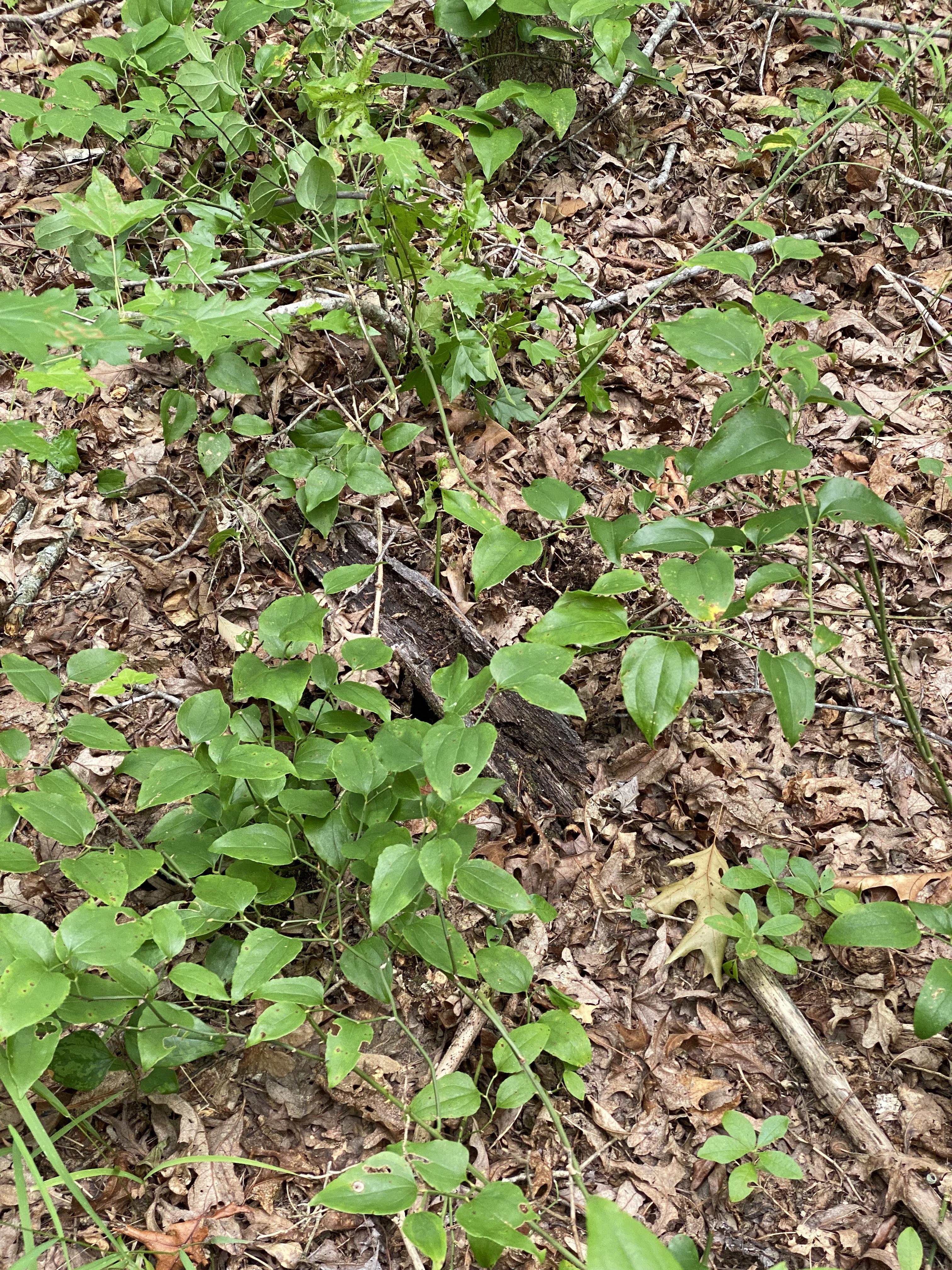 A rattlesnake hides among the plants in an outdoor scene