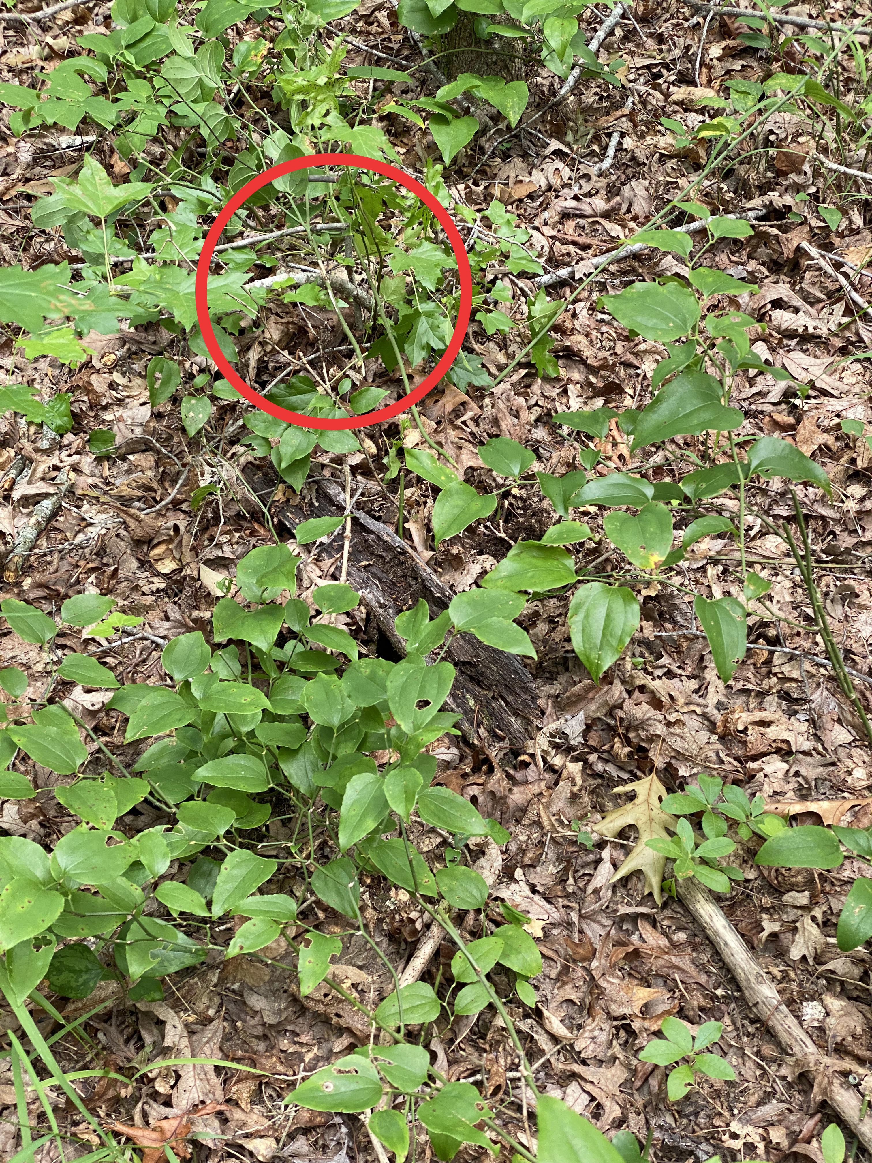 The snake is well camouflaged by the undergrowth, allowing it to barely escape danger