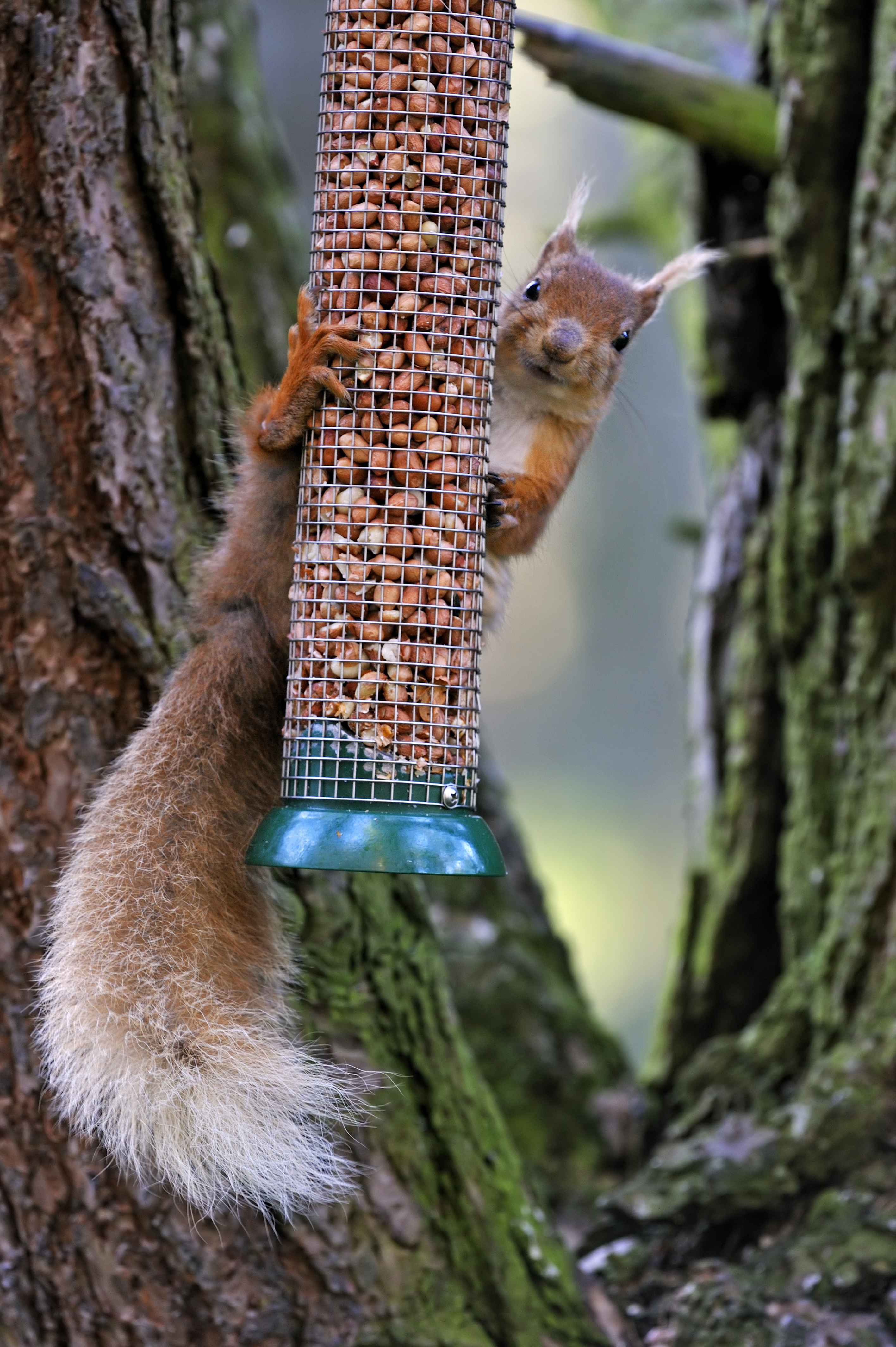 Squirrels like to eat nuts