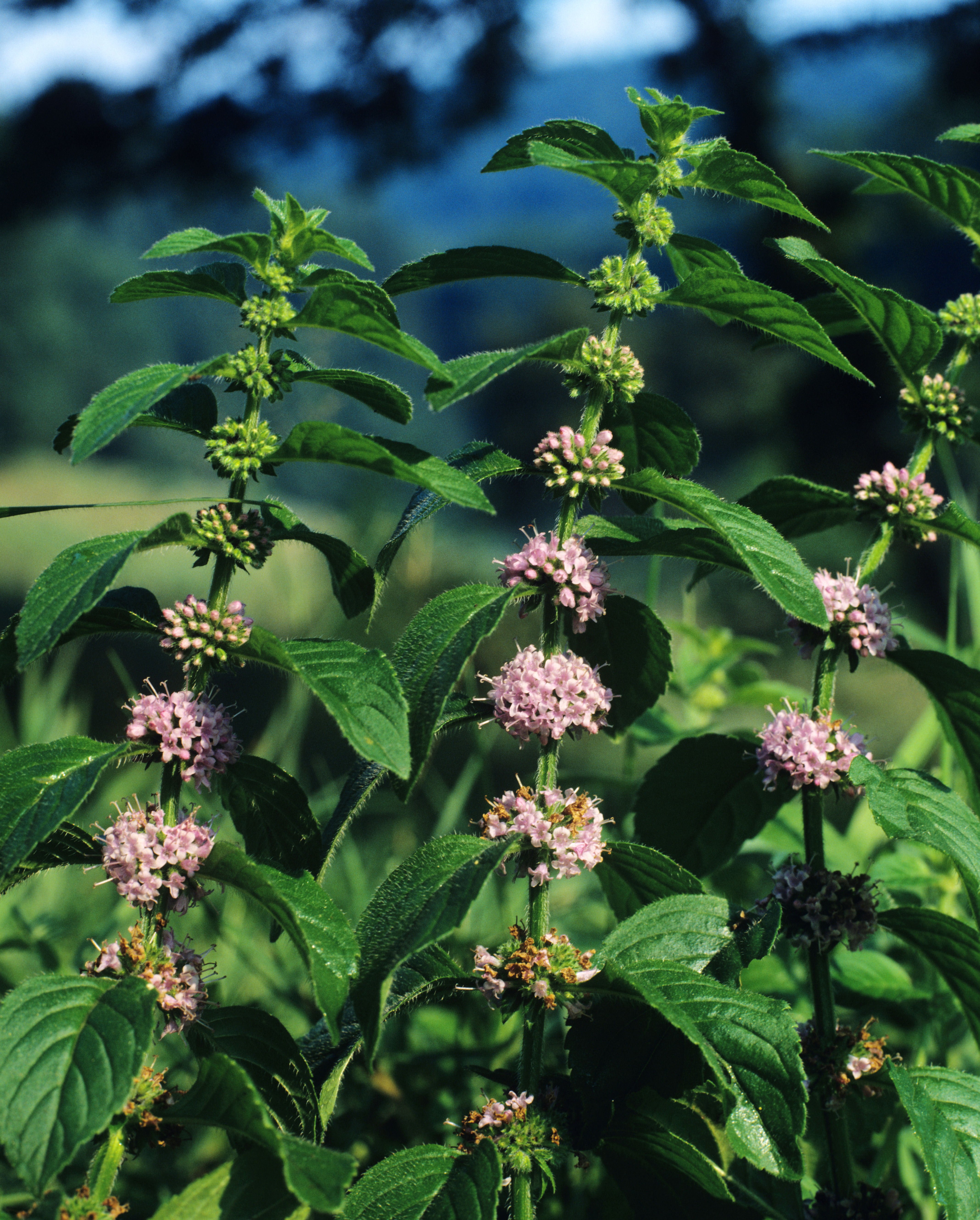 Pennyroyals have a minty scent that repels flies