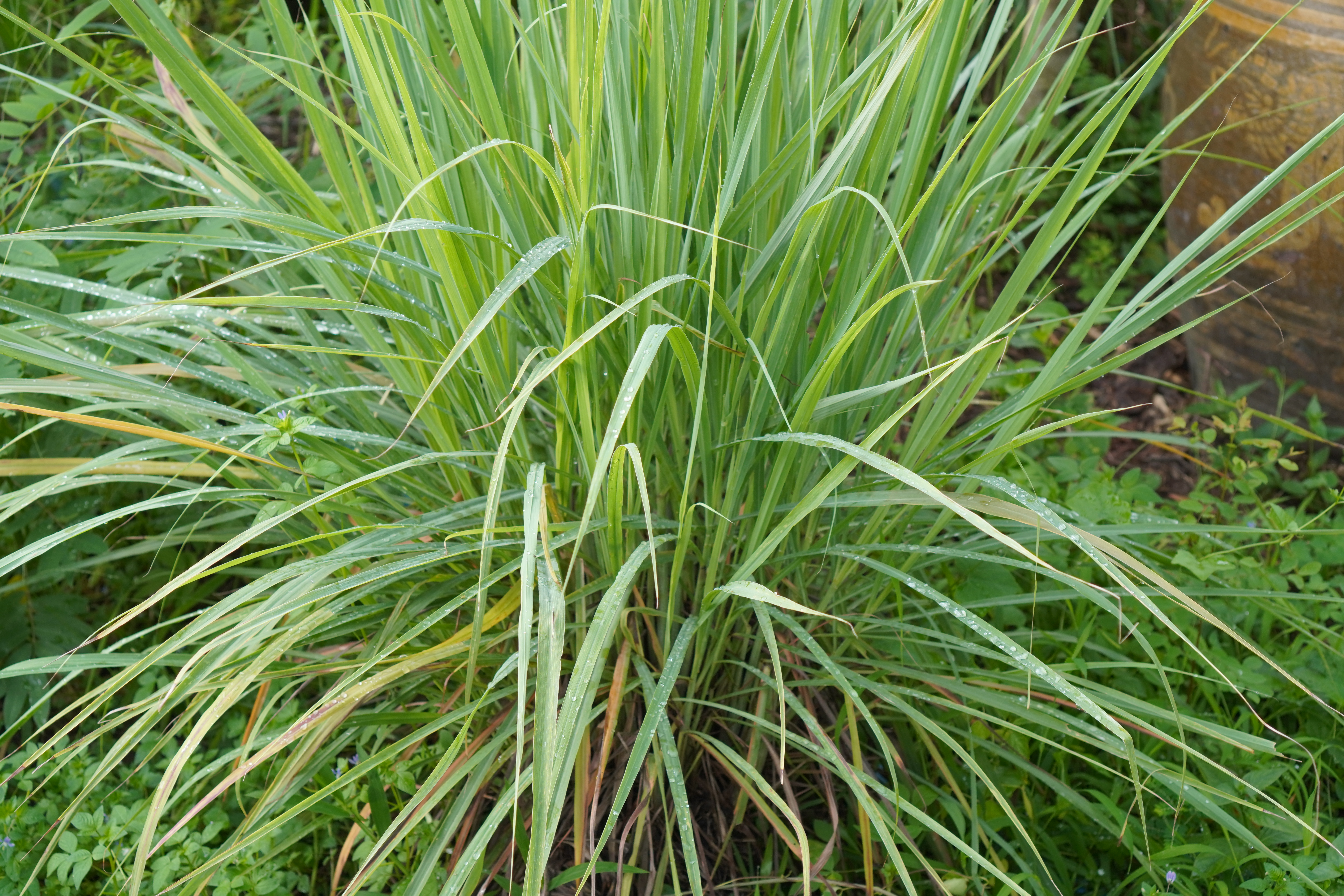 They swore by lemongrass as a natural insect repellent