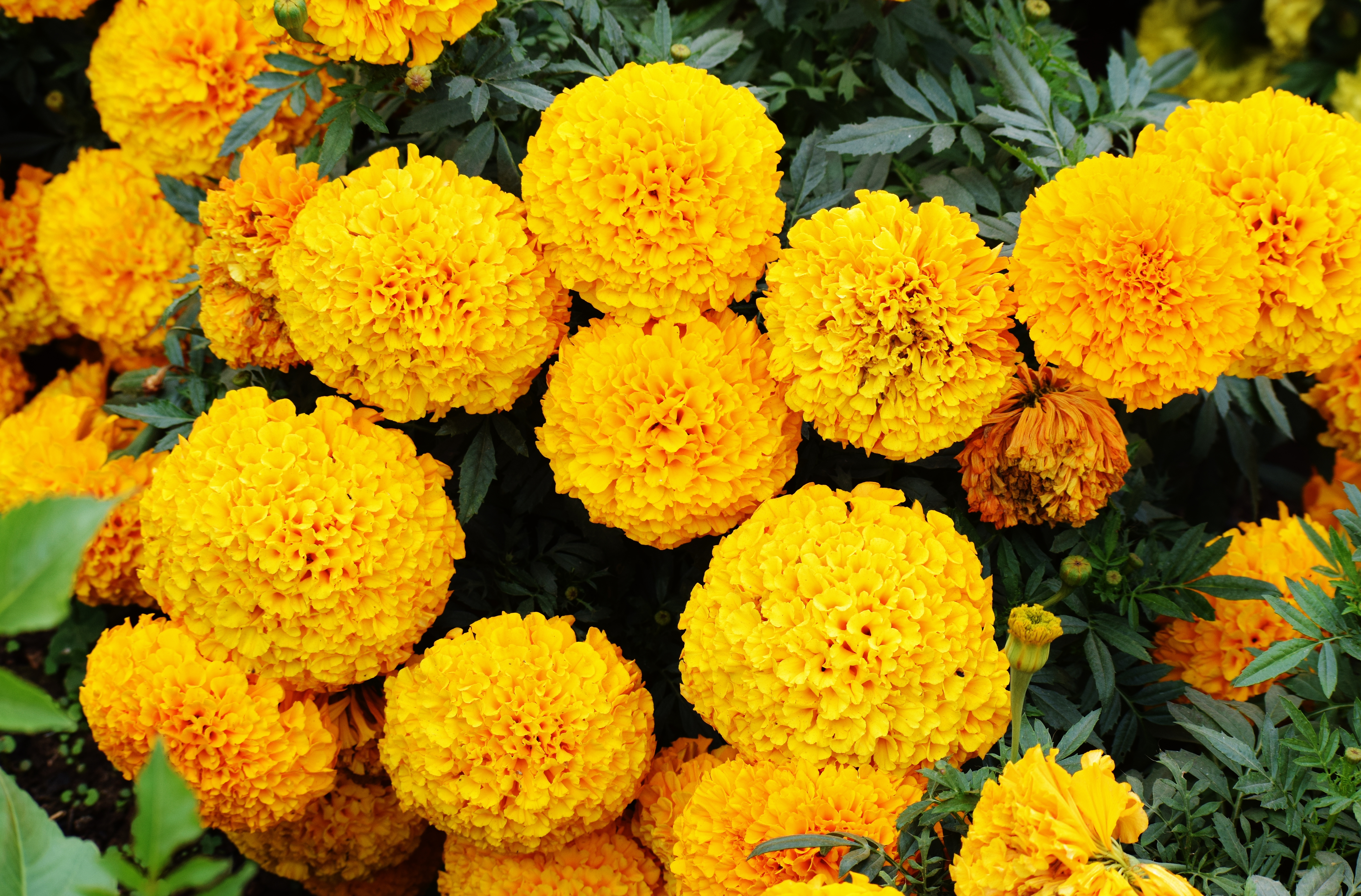 Marigolds contain a chemical that can kill flies