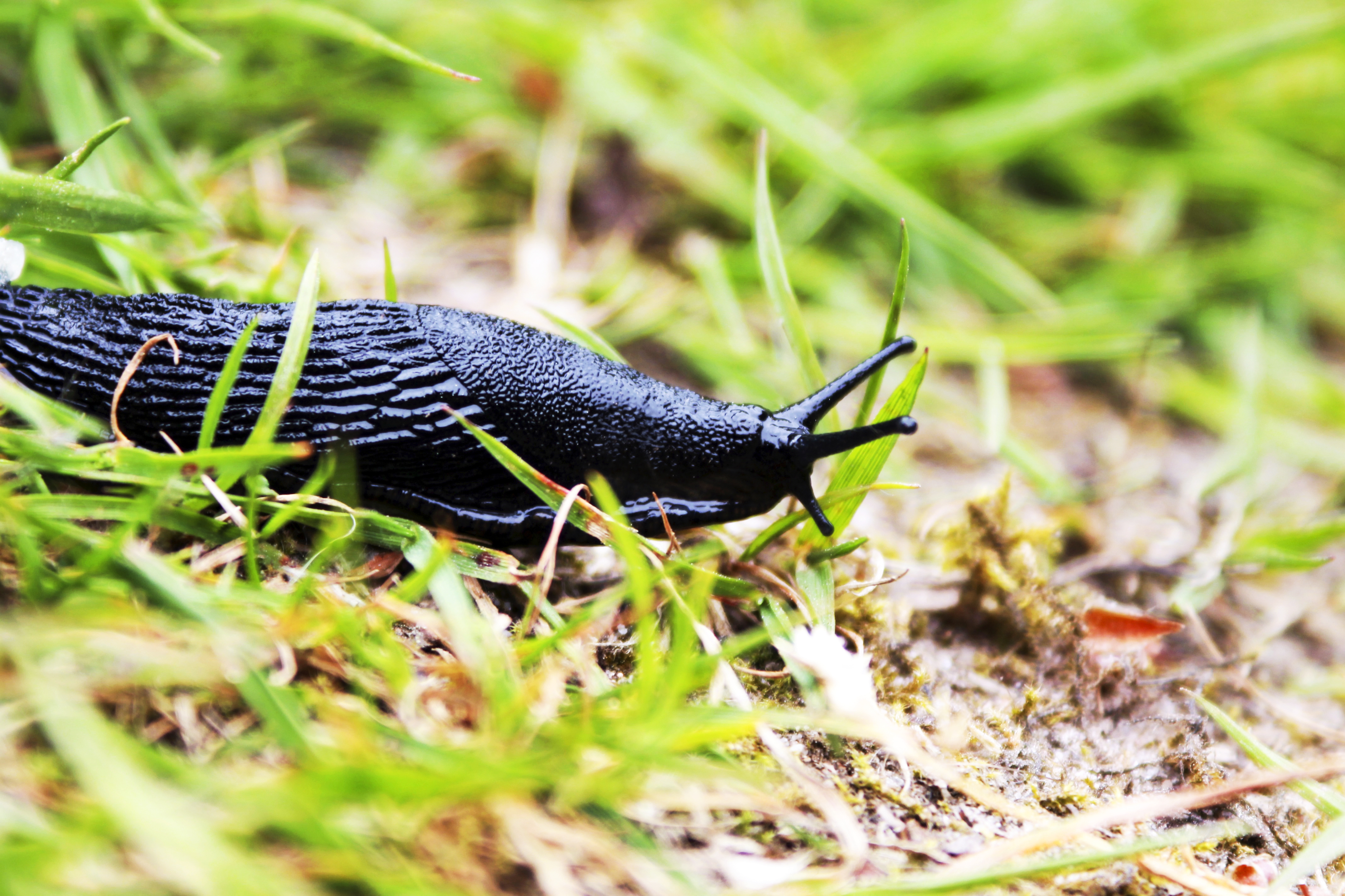 Did you know that snail blood is blue?