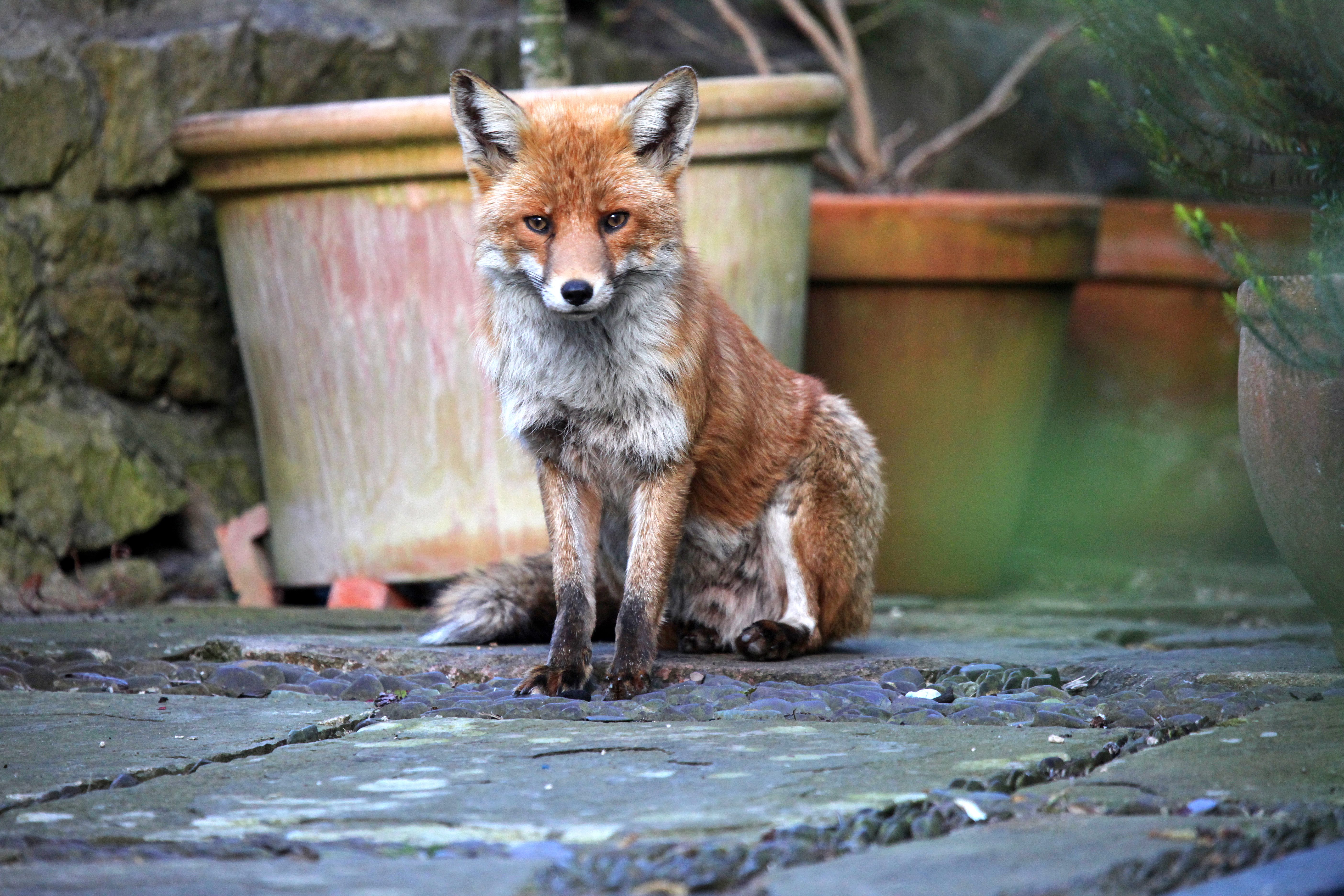 The homeowner explained that certain smells are deterrent to foxes (stock image)