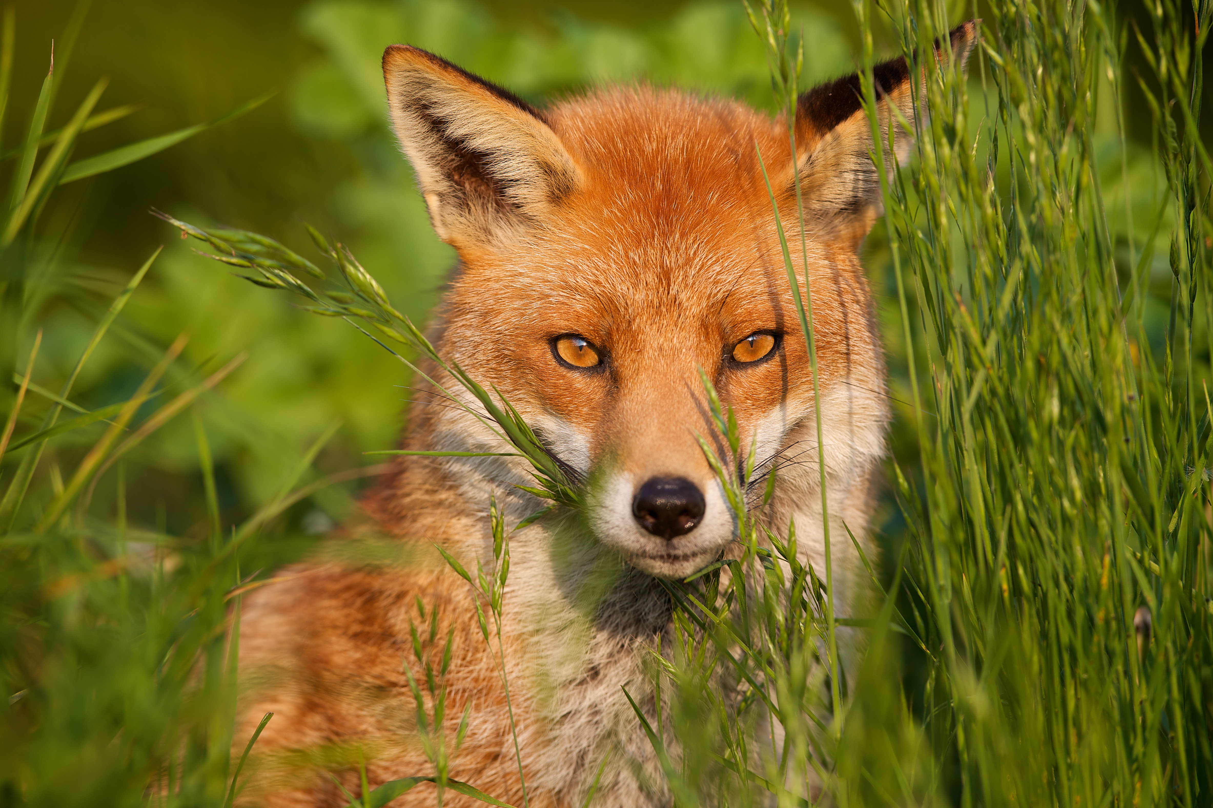 Feeding a fox may seem like a nice gesture, but locals risk a fine