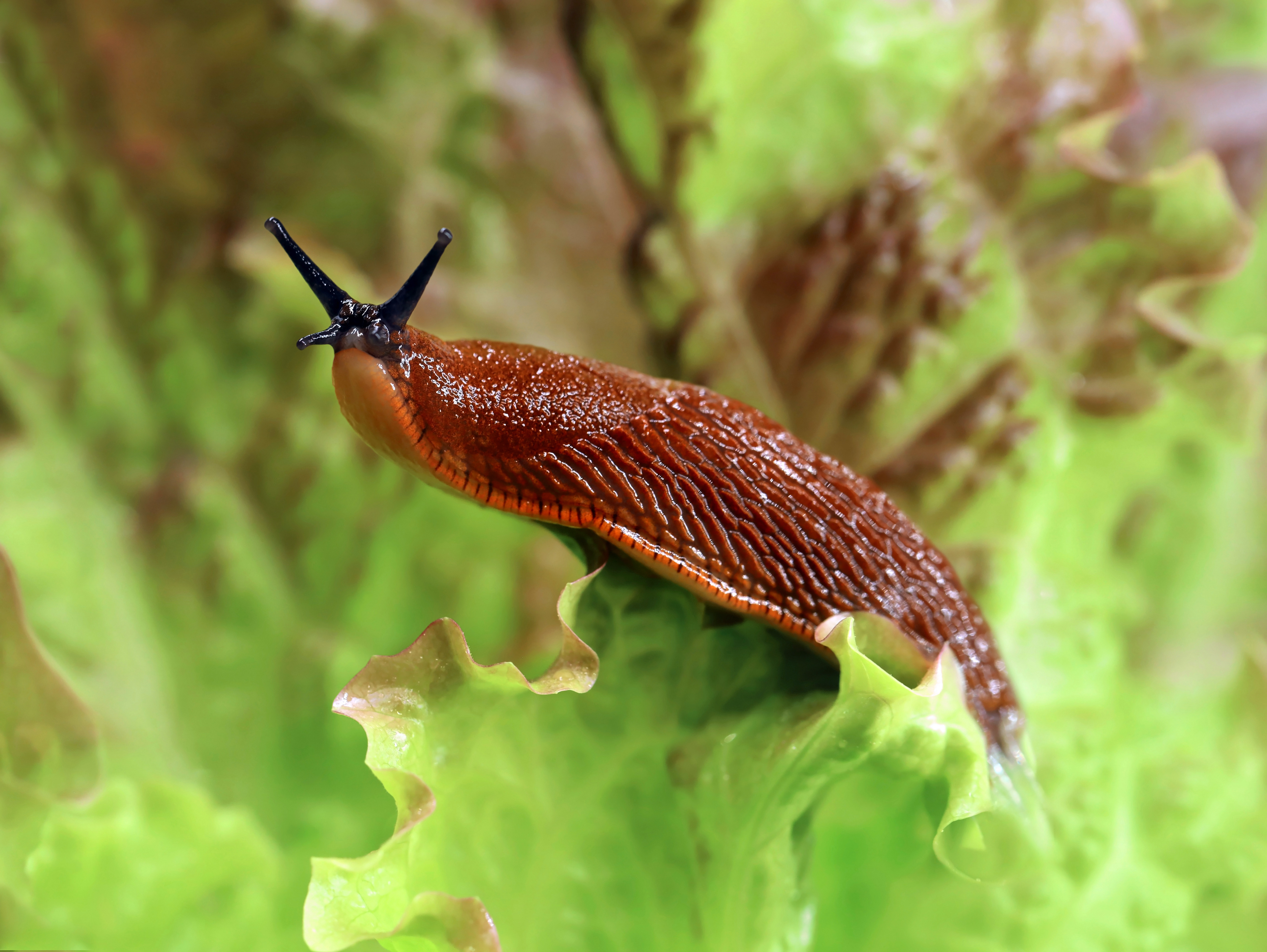 A Reddit user shared the plant he swears by to protect his garden from slugs (stock image)