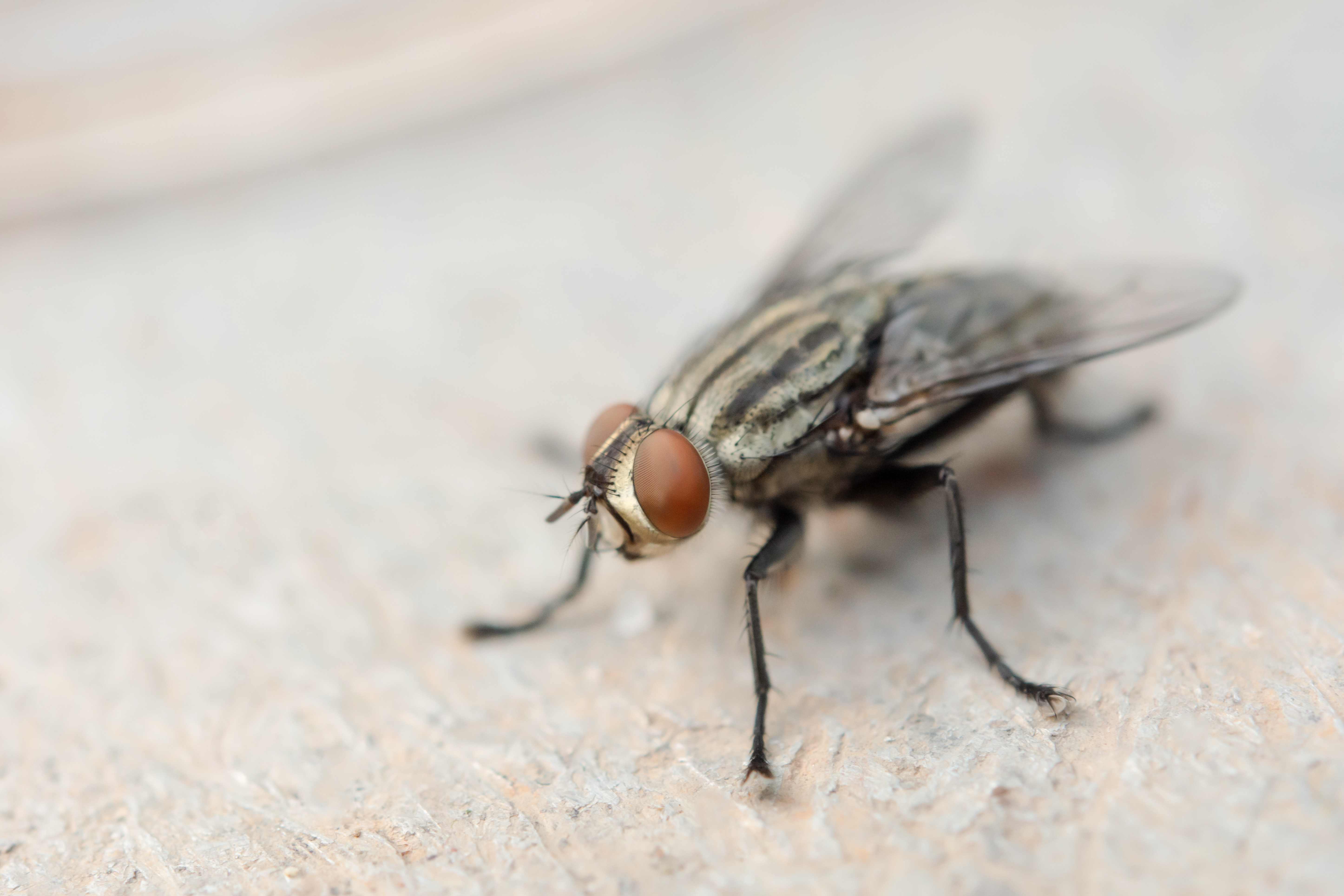 A female fly can produce up to 500 eggs in her lifetime