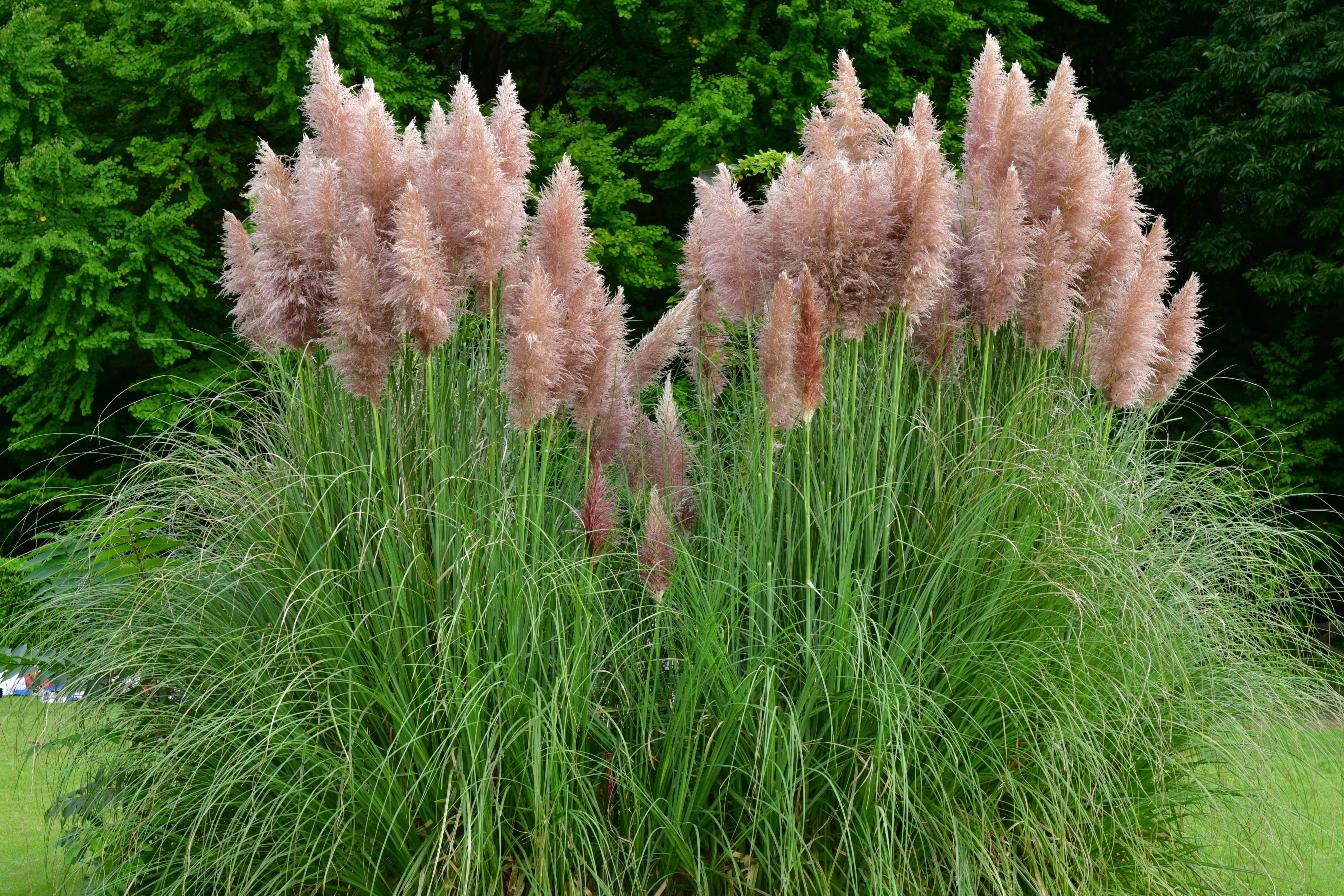 Pampas grass is the ultimate plant from the eighties