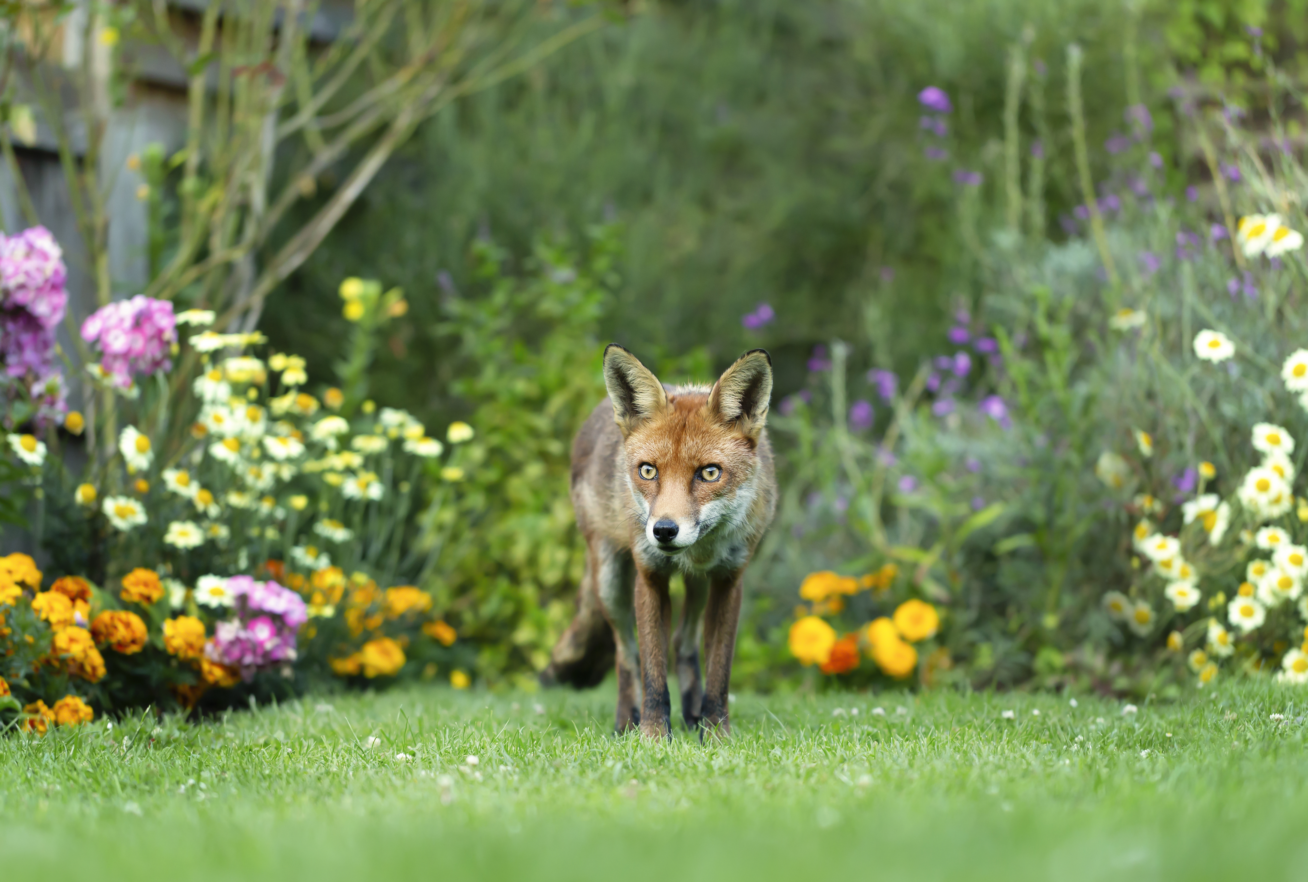 A Reddit user revealed the steps she takes to keep foxes out of her garden (stock image)