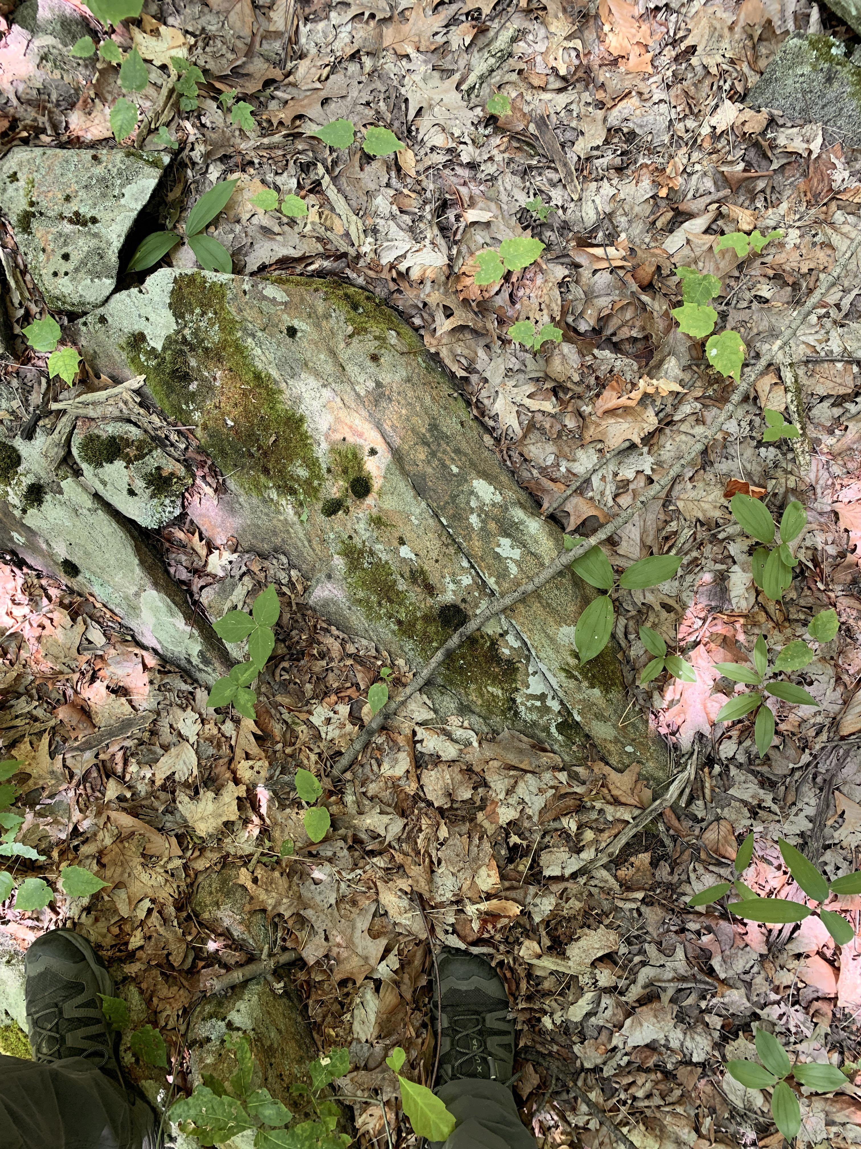 Puzzlers have been challenged to spot the copperhead snake among the dead leaves