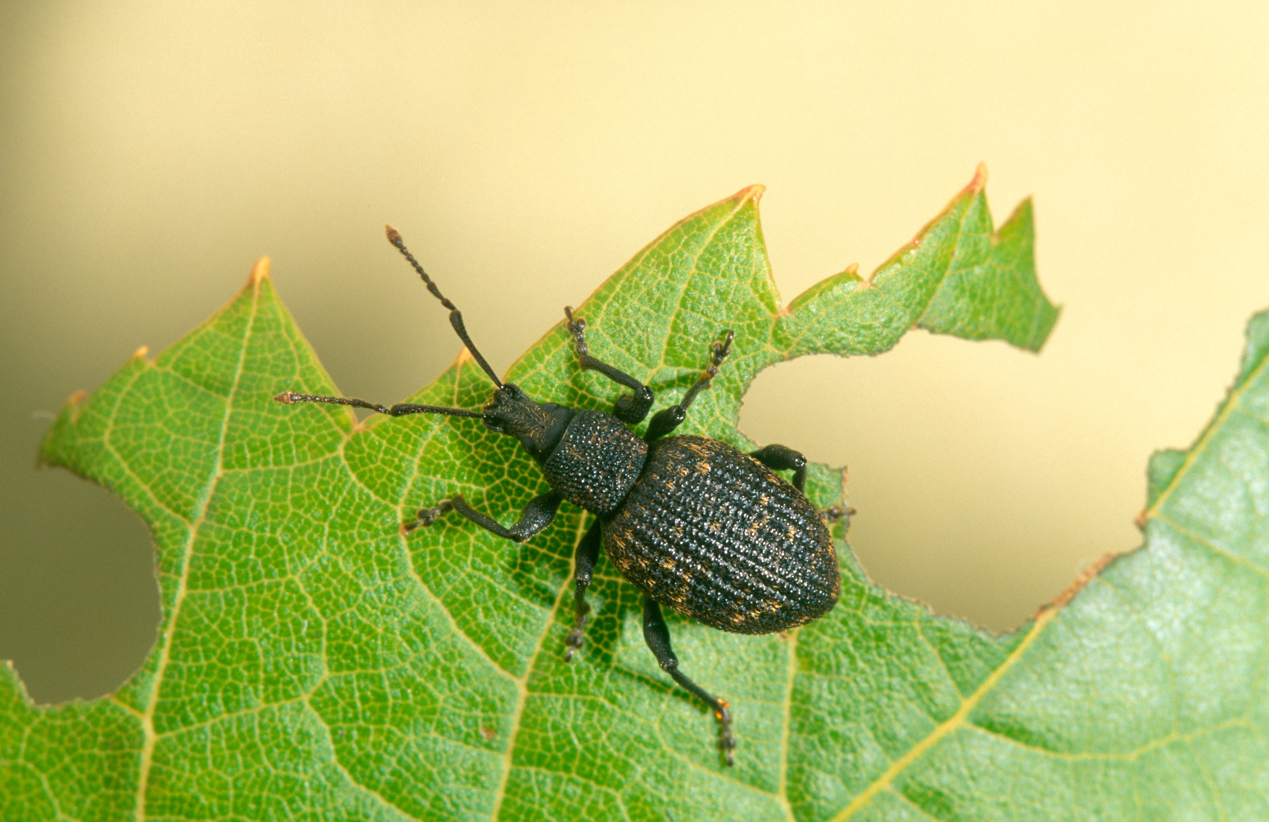 Weevils can't swim, so flooding your plants for short periods of time can help control them (stock image)