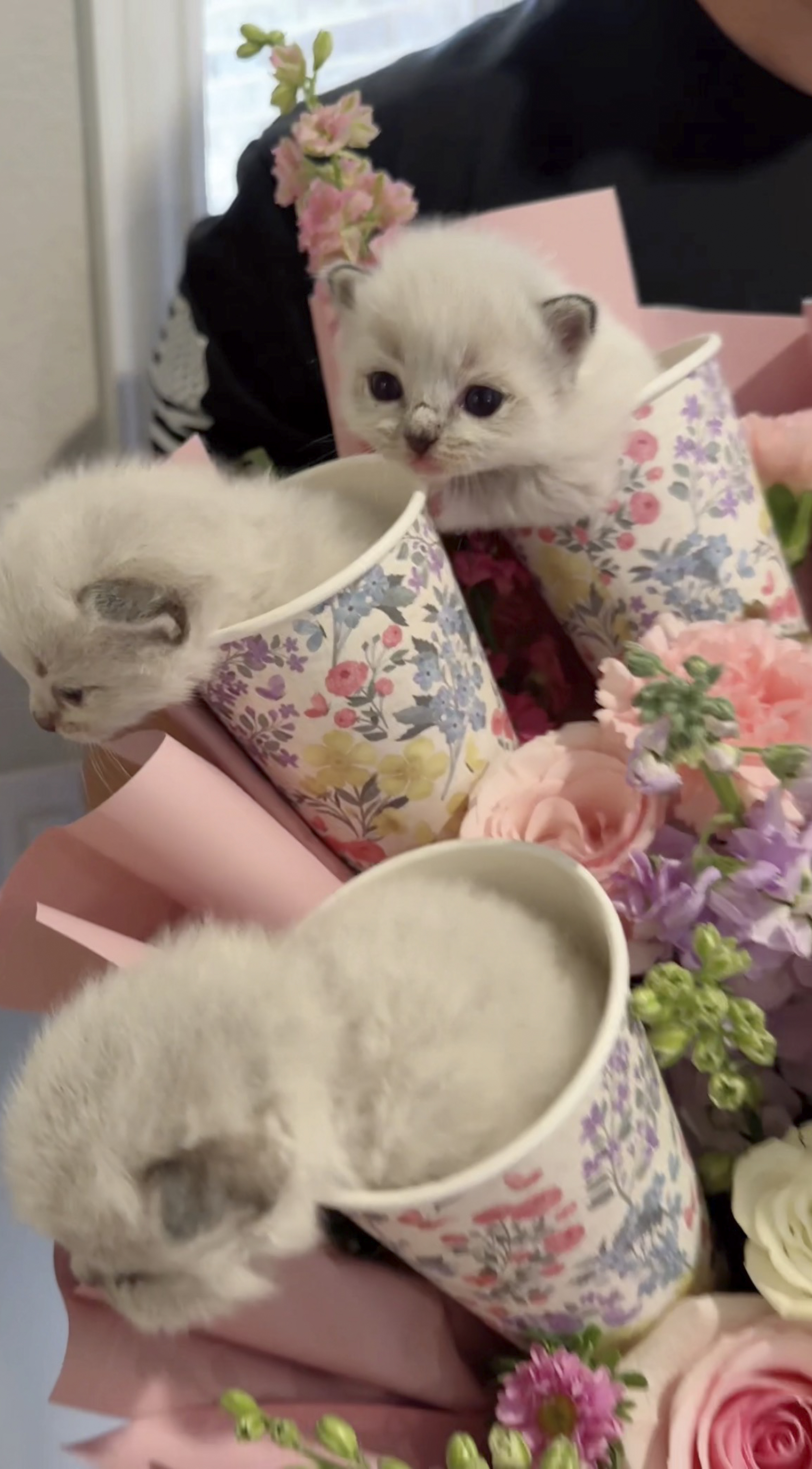 The bouquet of flowers contained six kittens named Kiwi, Katniss, Kermit, Keanu, Koda and Knight