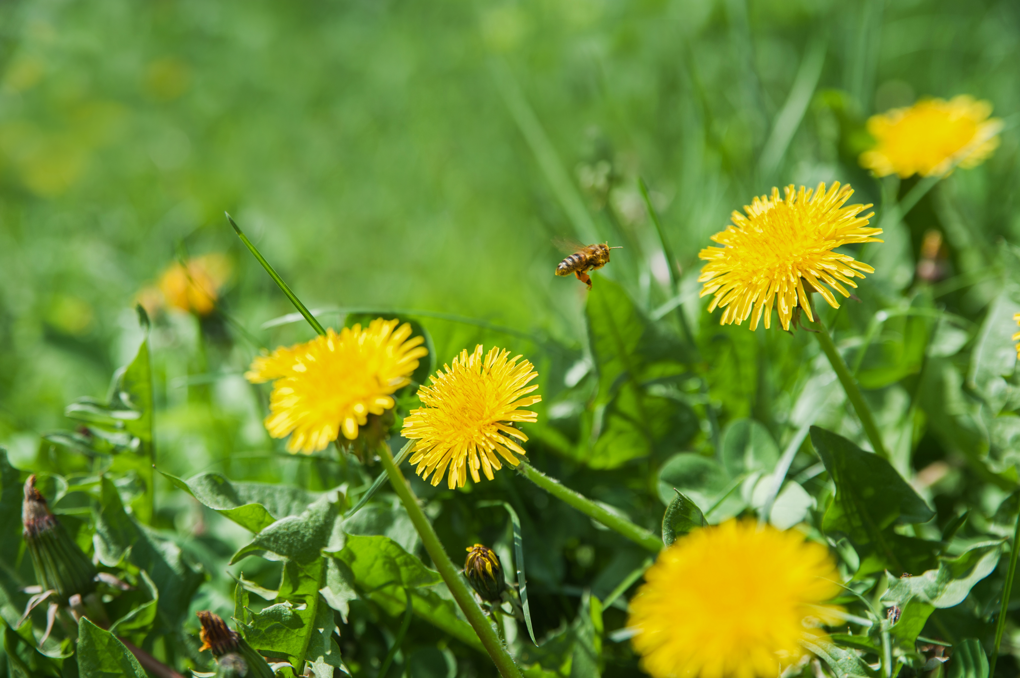 Garden enthusiasts are raving about a £4.50 purchase from B&Q that will banish stubborn dandelions for good