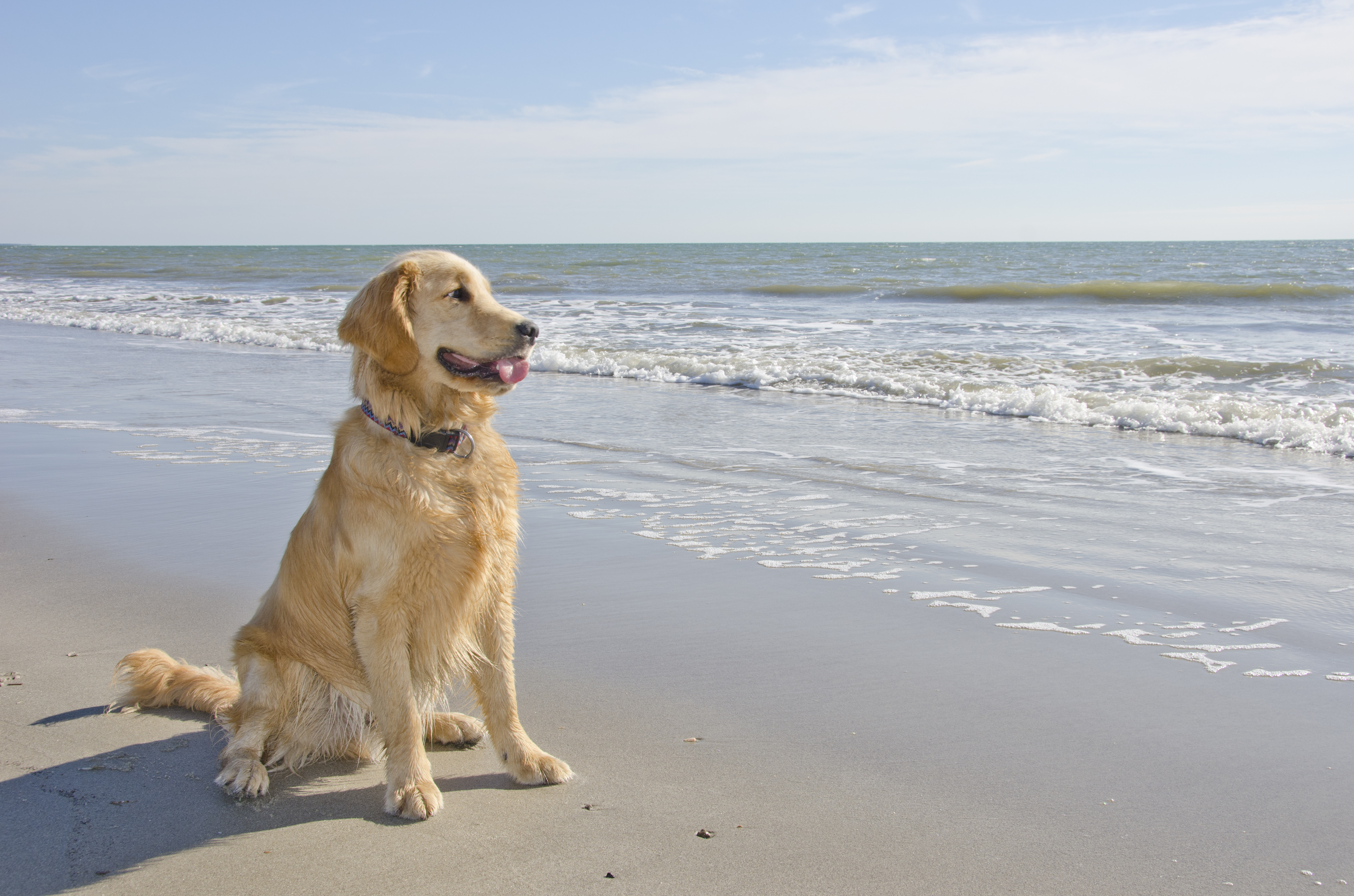 A vet has urged pet owners to be careful when it comes to enjoying a day at the beach with their dog