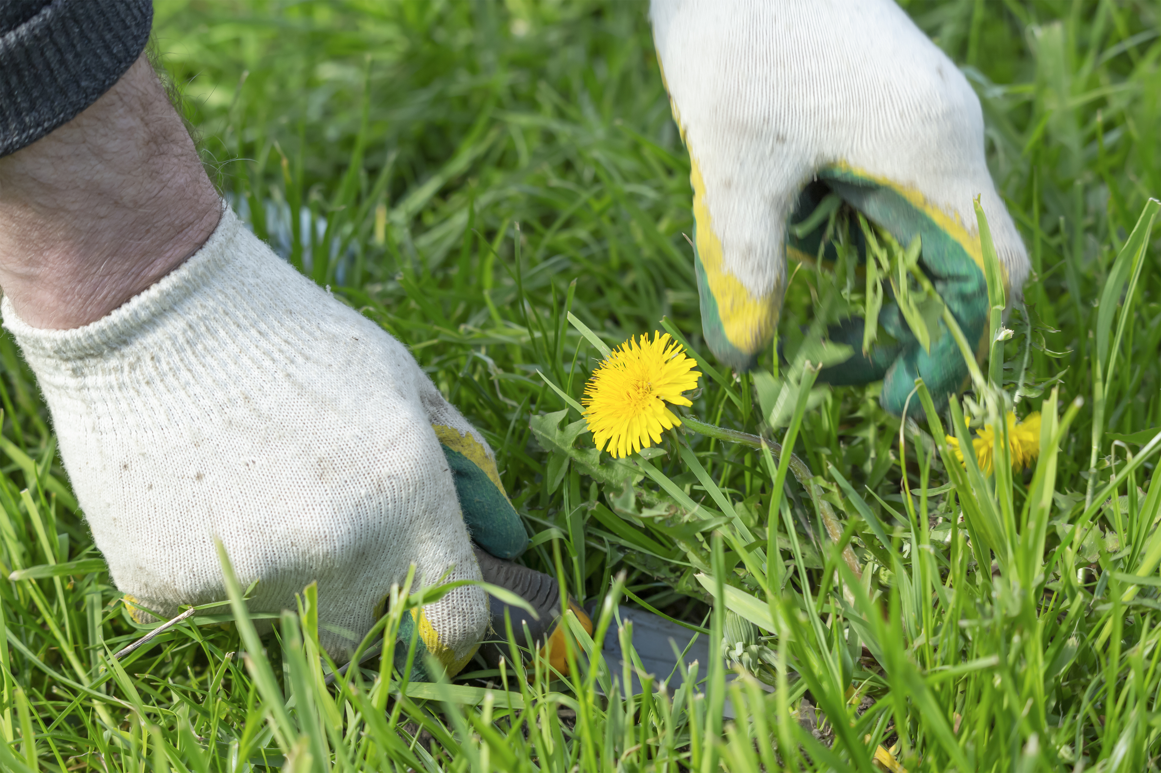 So if you want your grass to look lush this summer, then you need to check this out