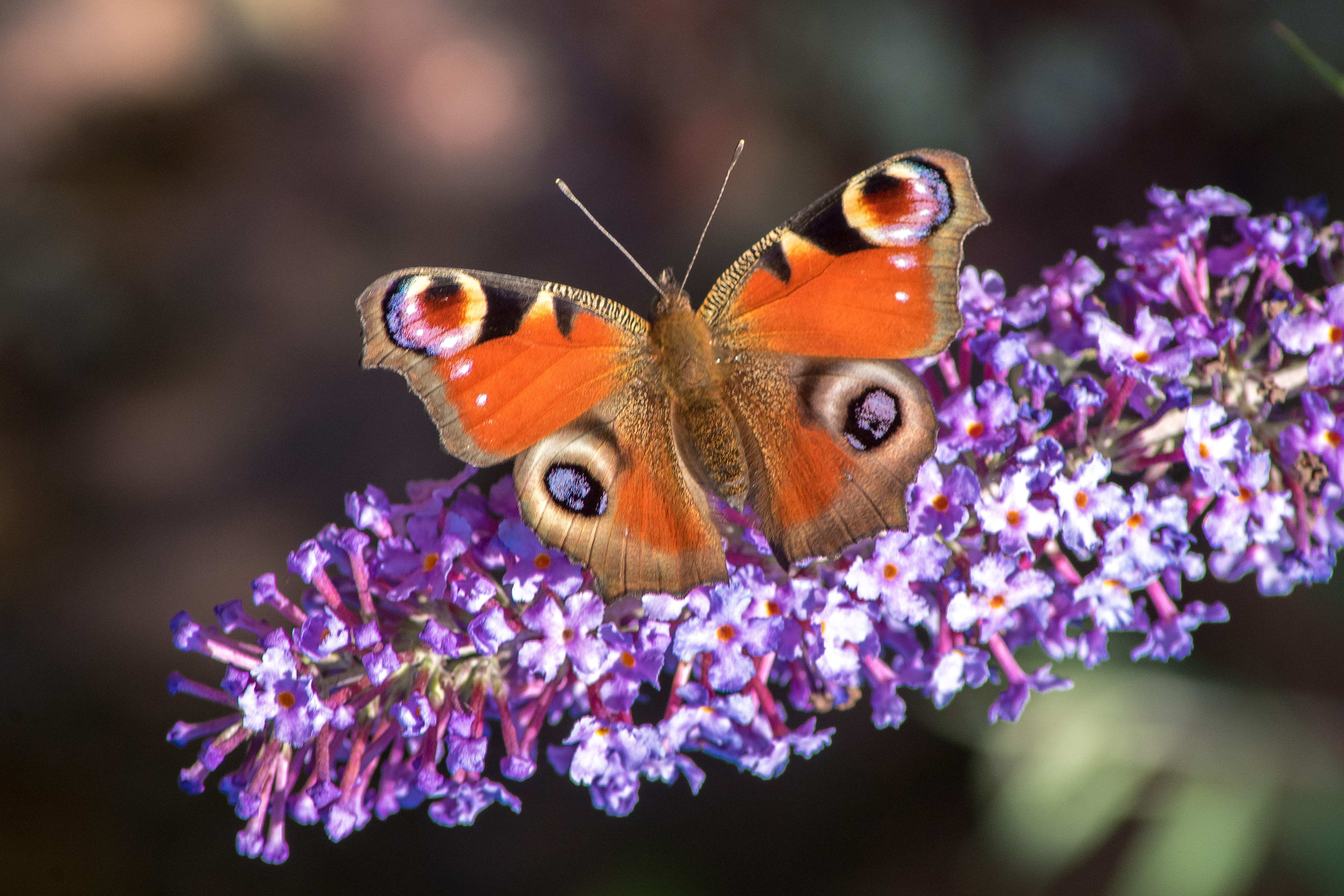 Butterflies love bright purple colors