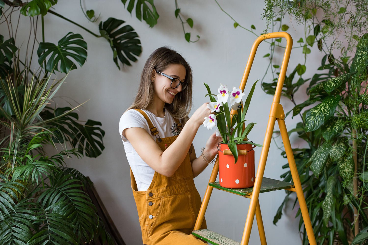 Gardening: What are air plants and how do they grow? We have the scoop