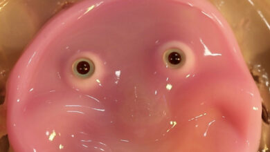 Scientists in Japan are giving robots a fleshy face and a smile