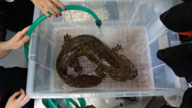 A tale of two nearly extinct giant salamanders