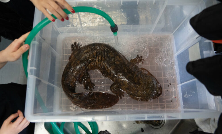 A tale of two nearly extinct giant salamanders