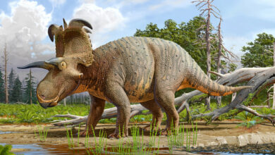 Lokiceratops, a horned dinosaur, may be a new species