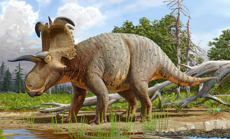 Lokiceratops, a horned dinosaur, may be a new species