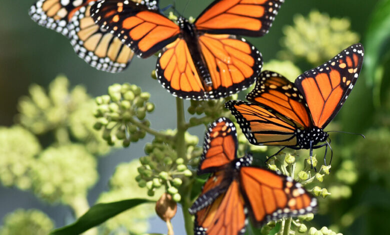 New ‘detective work’ on butterfly deaths reveals prime suspect