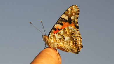 Scientists find first evidence that butterflies crossed an ocean