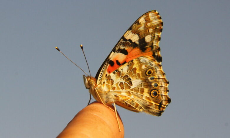 Scientists find first evidence that butterflies crossed an ocean