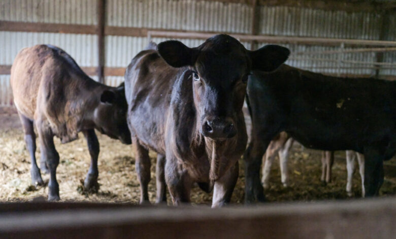 How does bird flu spread in cows?  Experiment yields ‘good news’.