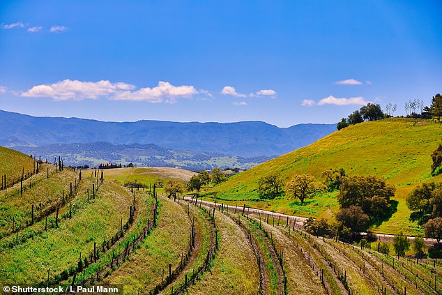 As the film Sideways, which praises the Pinot grape, celebrates its 20th anniversary, the Mail visits the ‘hipster’ hotspot in California where the film is set – and finds that wine tourism there is in excellent health