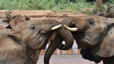 Scientists observe STILL human-like behavior in elephants